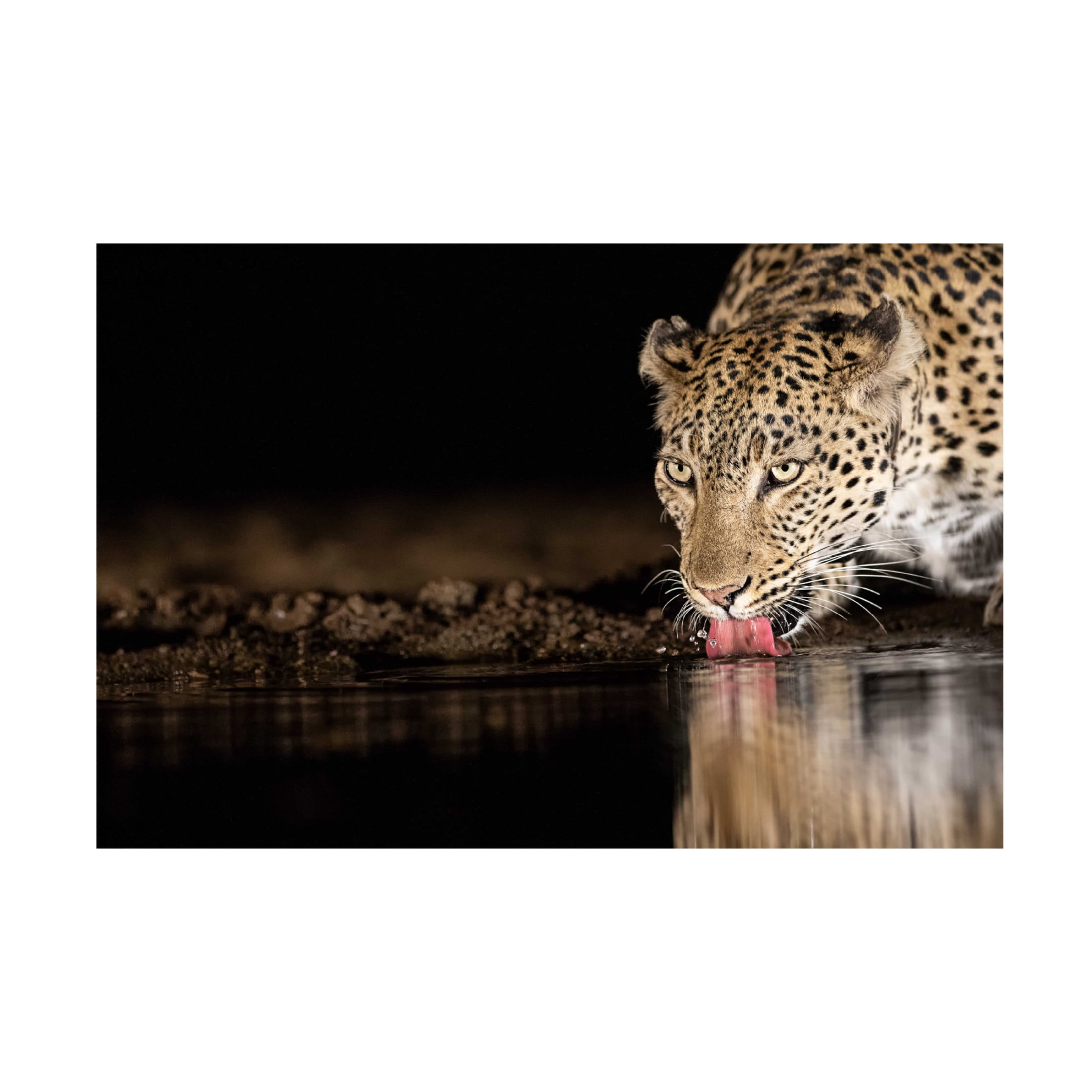 Canvas Wall Art - Amnon Eichelberg 'Eye Of The Tiger' Wall Art for Living Room, Bedroom, or Office D?cor by Trademark Fine Art - 24 x 16 Inches