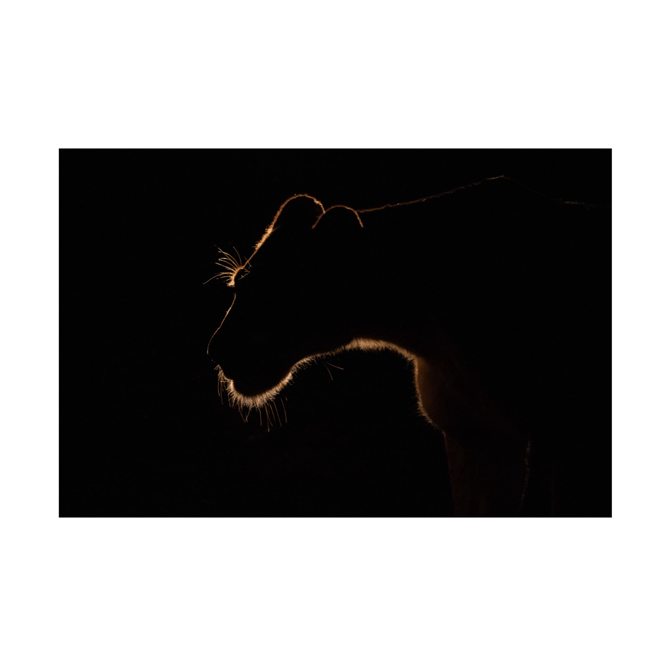 Canvas Wall Art - Amnon Eichelberg 'Lion Still' Wall Art for Living Room, Bedroom, or Office D?cor by Trademark Fine Art - 19 x 12 Inches