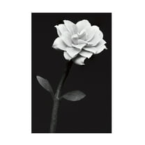 Canvas Wall Art - Anders Kustas 'White Flower' Wall Art for Living Room, Bedroom, or Office Décor by Trademark Fine Art - 12 x 19 Inches