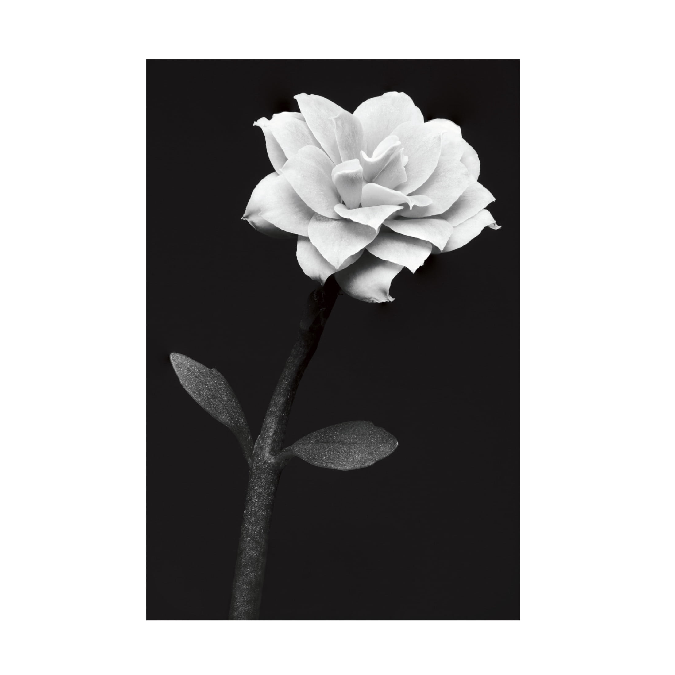 Canvas Wall Art - Anders Kustas 'White Flower' Wall Art for Living Room, Bedroom, or Office Décor by Trademark Fine Art - 30 x 47 Inches