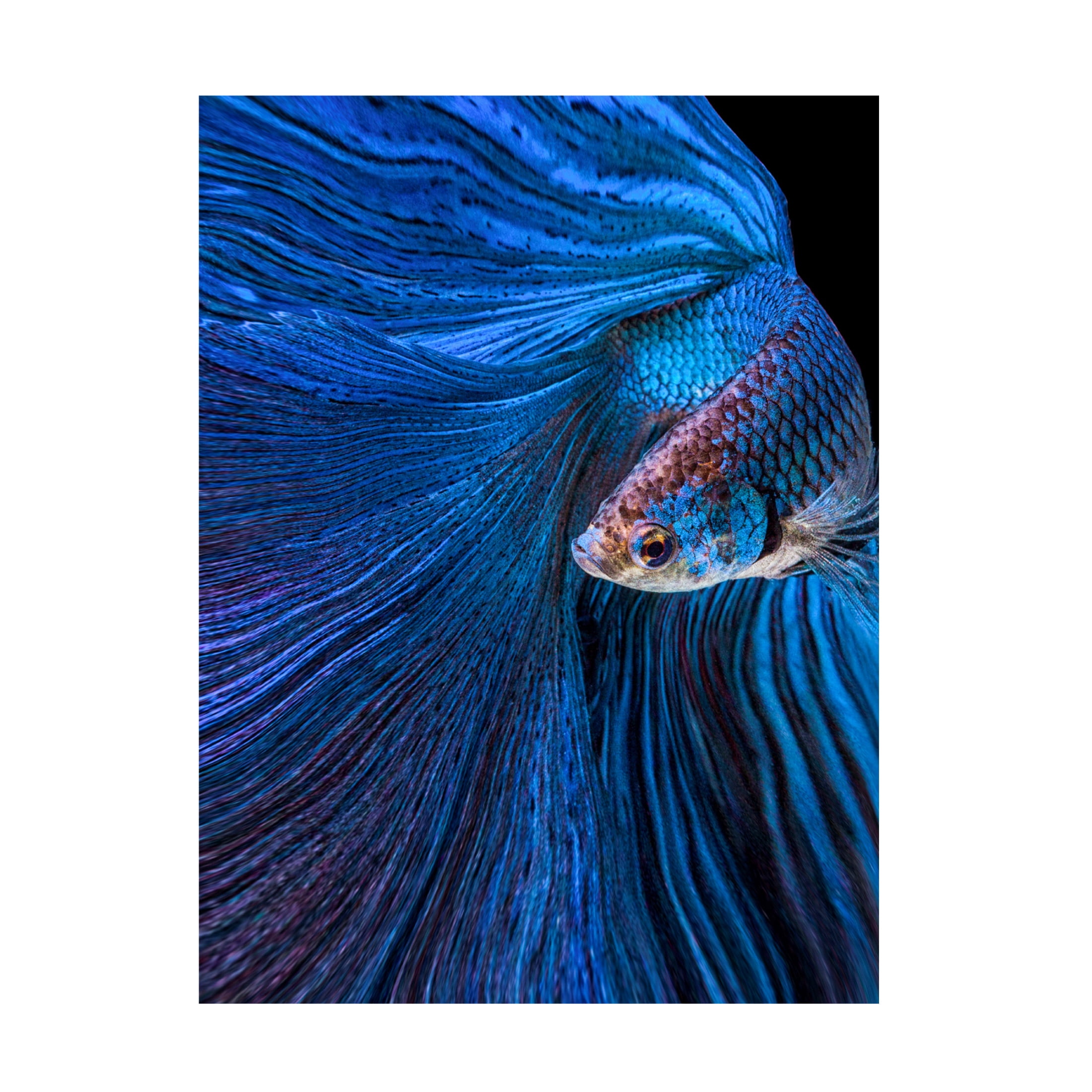 Canvas Wall Art - Andi Halil 'Blue Moon' Wall Art for Living Room, Bedroom, or Office Décor by Trademark Fine Art - 35 x 47 Inches