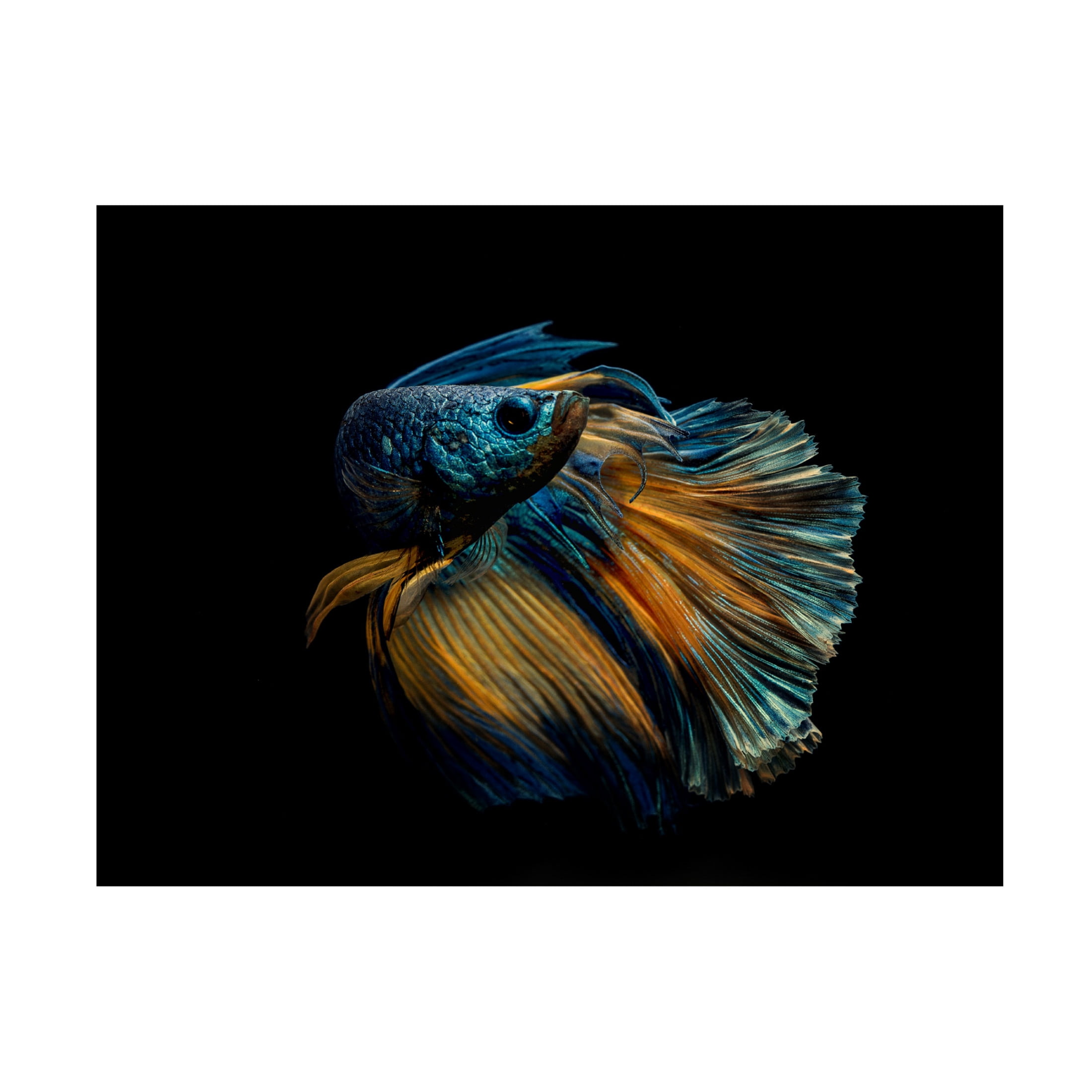 Canvas Wall Art - Andi Halil 'My Dress' Wall Art for Living Room, Bedroom, or Office D?cor by Trademark Fine Art - 19 x 14 Inches