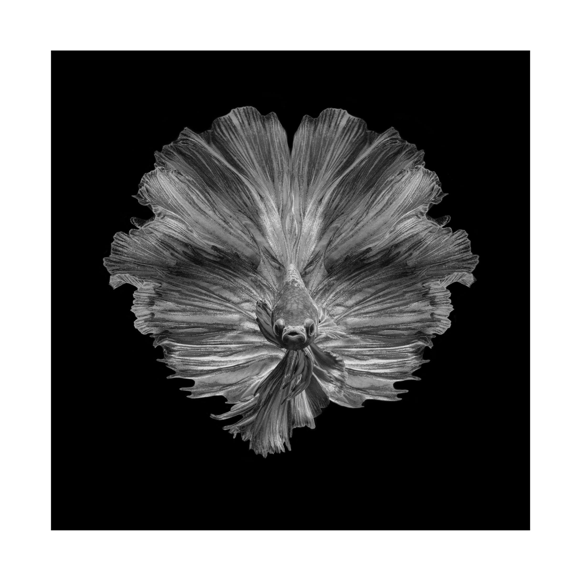 Canvas Wall Art - Andi Halil 'The Flower Of Tail' Wall Art for Living Room, Bedroom, or Office D?cor by Trademark Fine Art - 35 x 35 Inches