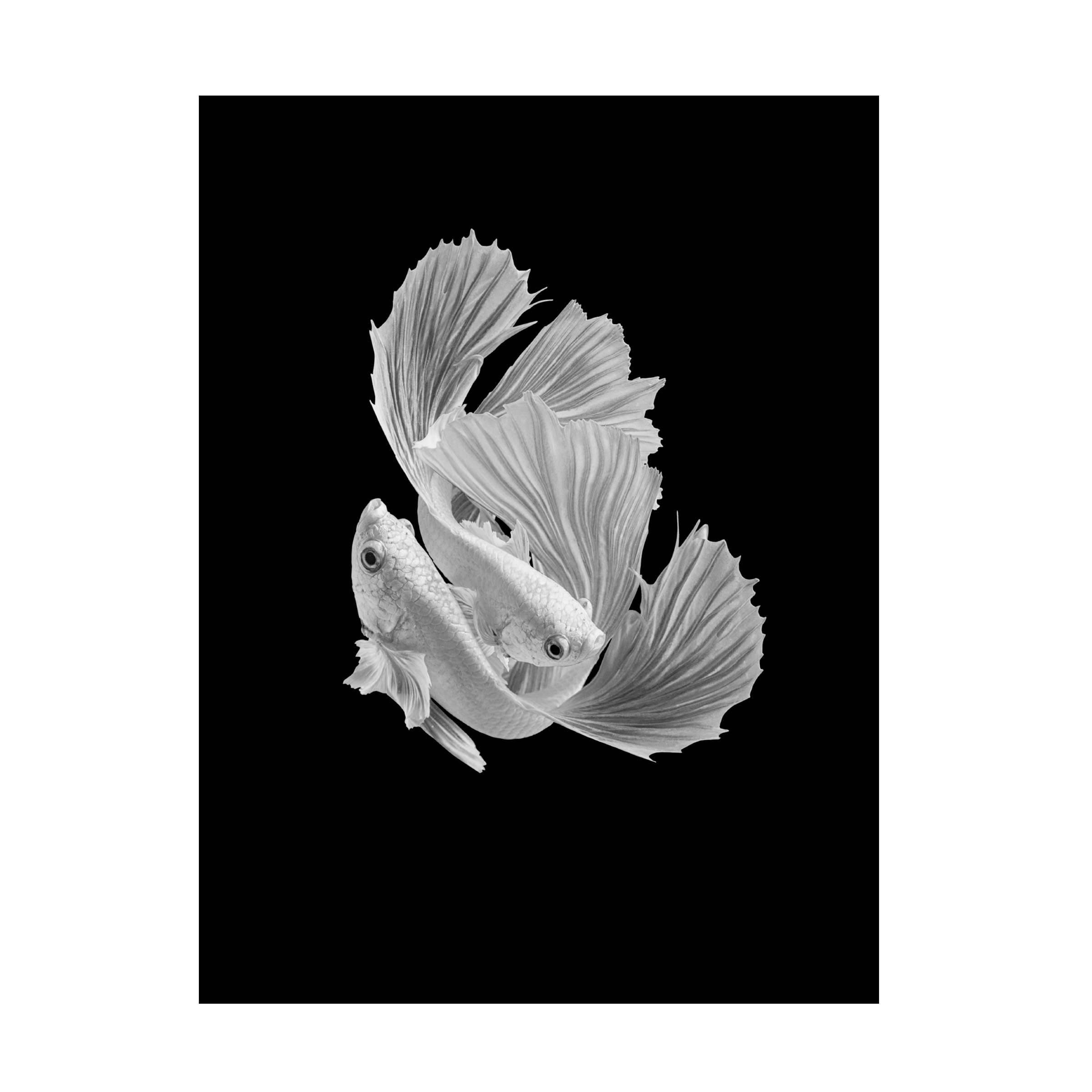 Canvas Wall Art - Andi Halil 'White Love' Wall Art for Living Room, Bedroom, or Office DÃ©cor by Trademark Fine Art - 24 x 32 Inches