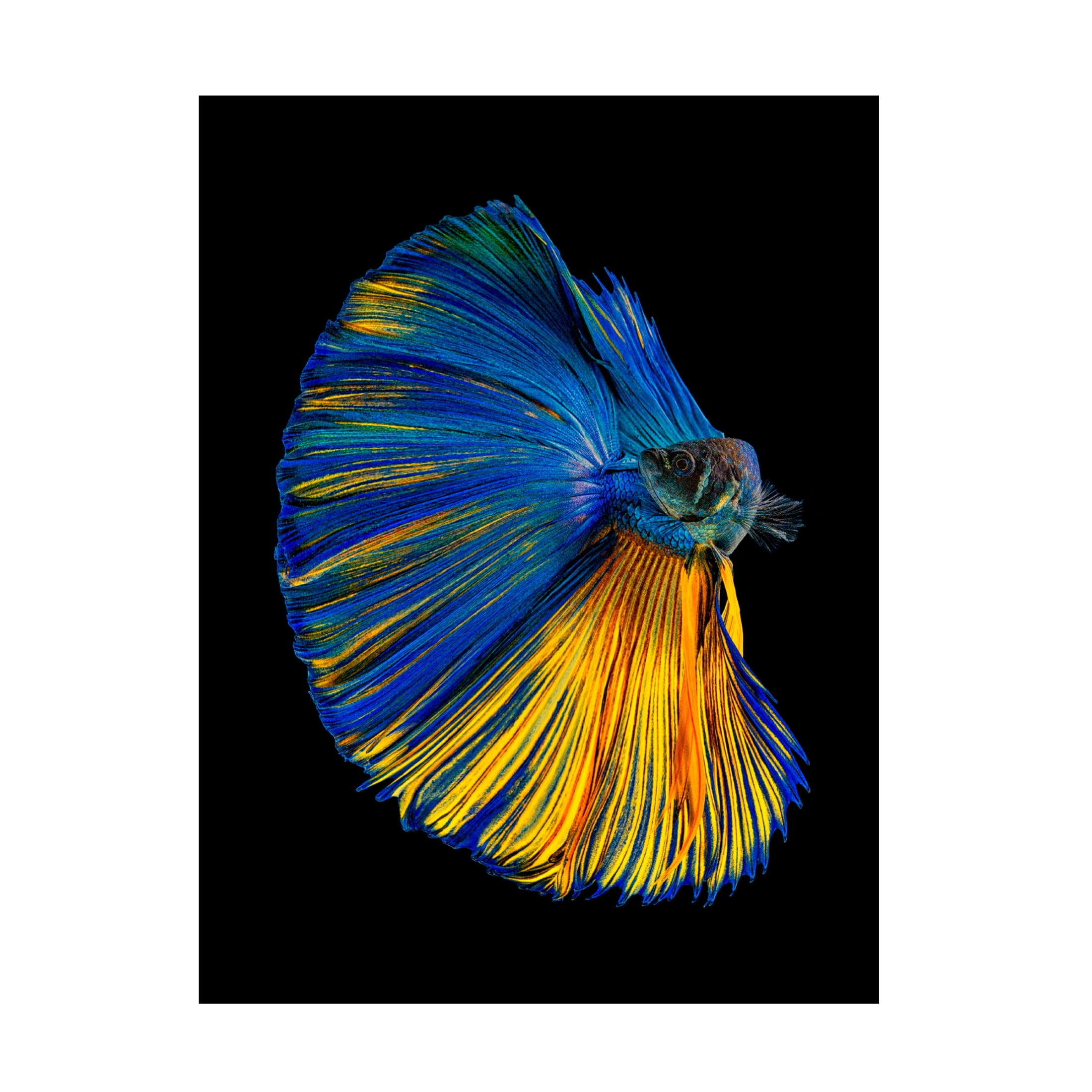 Canvas Wall Art - Andi Halil 'Yellow A Blue' Wall Art for Living Room, Bedroom, or Office Décor by Trademark Fine Art - 24 x 32 Inches