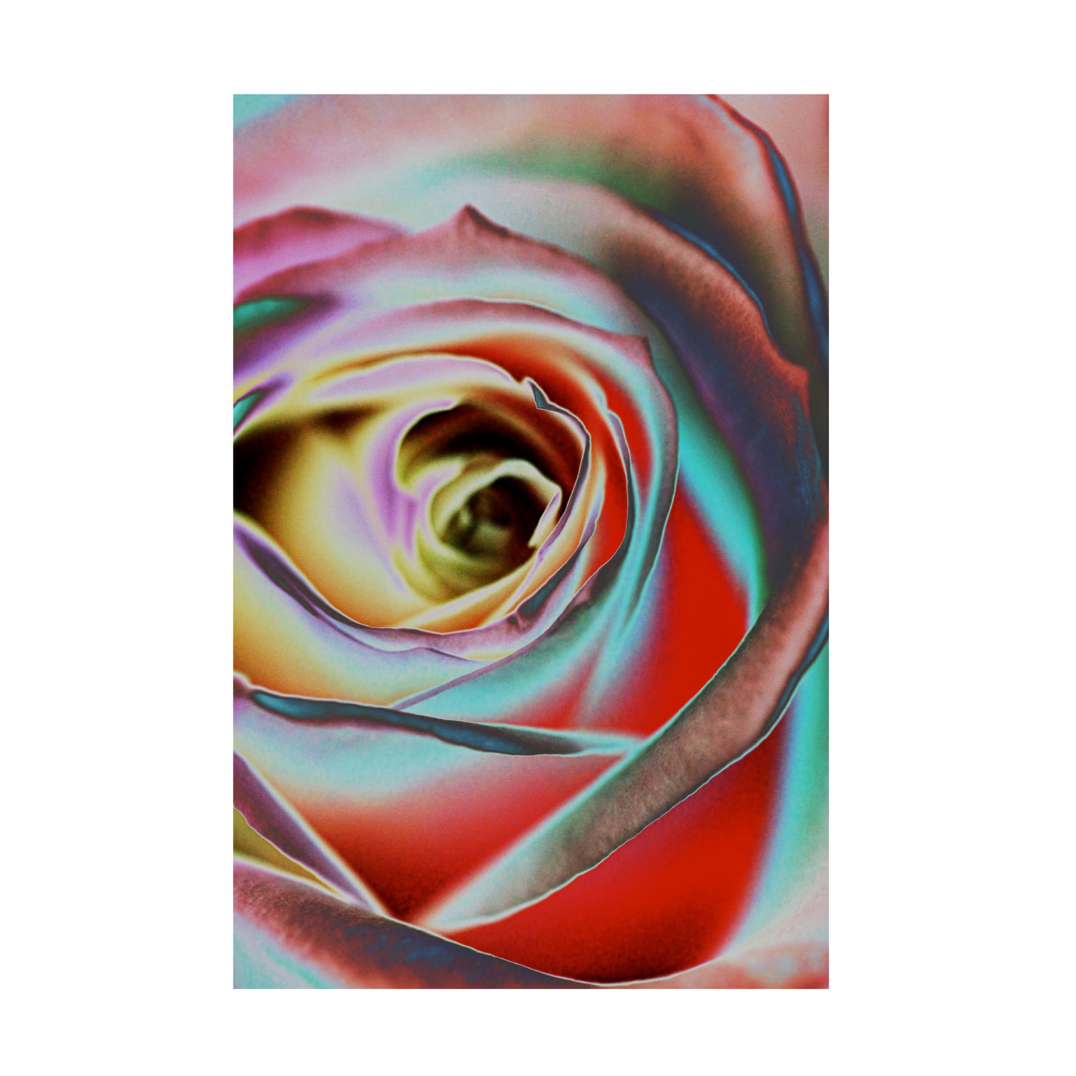 Canvas Wall Art - Andre Koenig 'Rose' Wall Art for Living Room, Bedroom, or Office Décor by Trademark Fine Art - 30 x 47 Inches