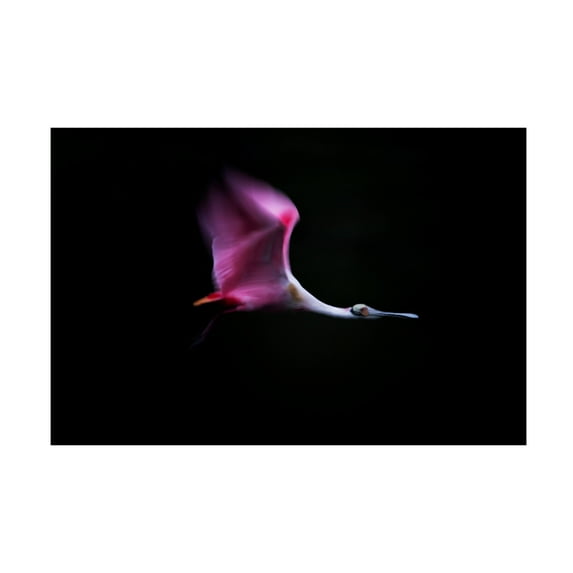 Canvas Wall Art - Andrea Haase Chang 'Rose In The Air' Wall Art for Living Room, Bedroom, or Office D?cor by Trademark Fine Art - 24 x 16 Inches