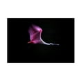 thumbnail image 1 of Canvas Wall Art - Andrea Haase Chang 'Rose In The Air' Wall Art for Living Room, Bedroom, or Office D?cor by Trademark Fine Art - 47 x 30 Inches, 1 of 4