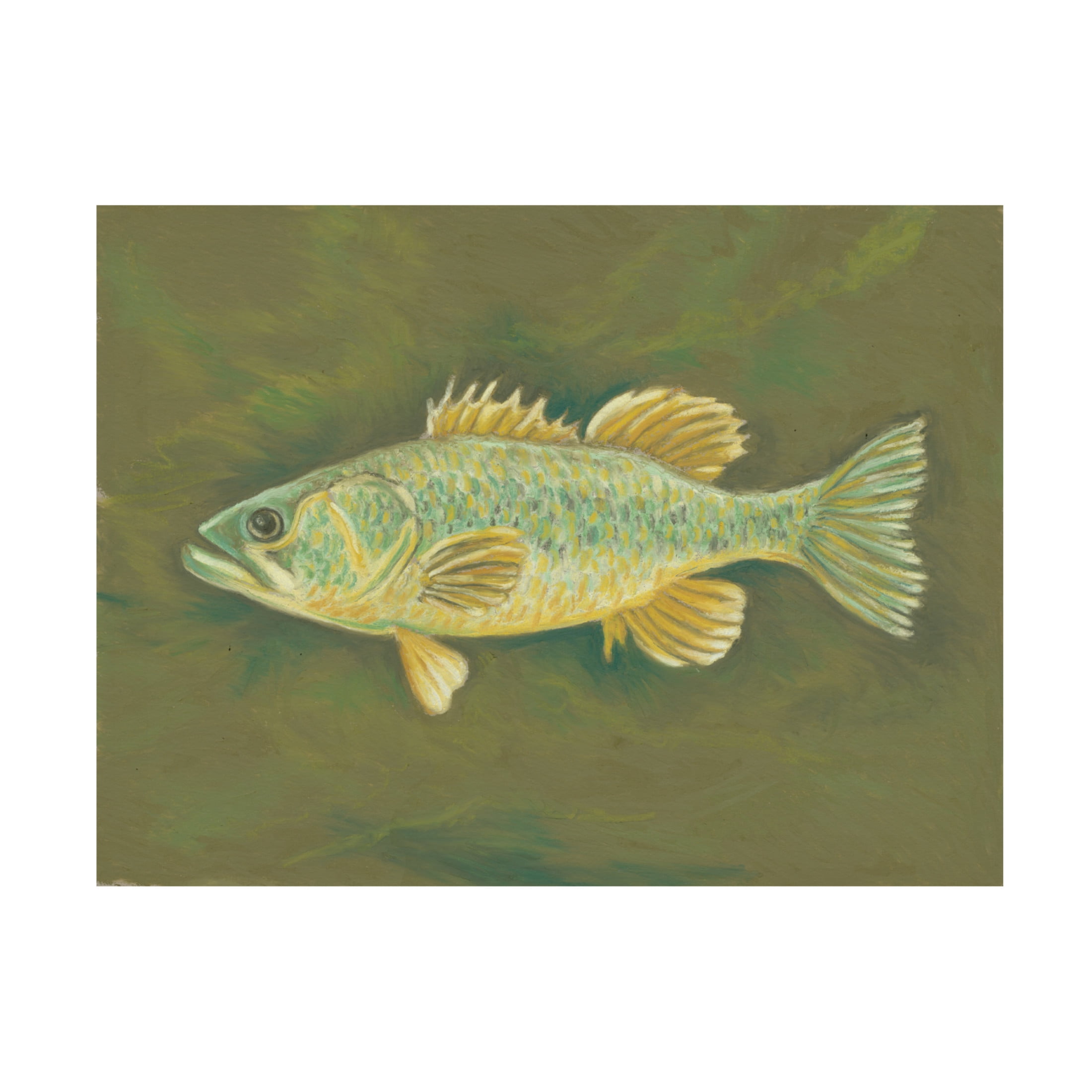 Canvas Wall Art - Andrea Strongwater 'Fish 1' Wall Art for Living Room, Bedroom, or Office Décor by Trademark Fine Art - 24 x 18 Inches