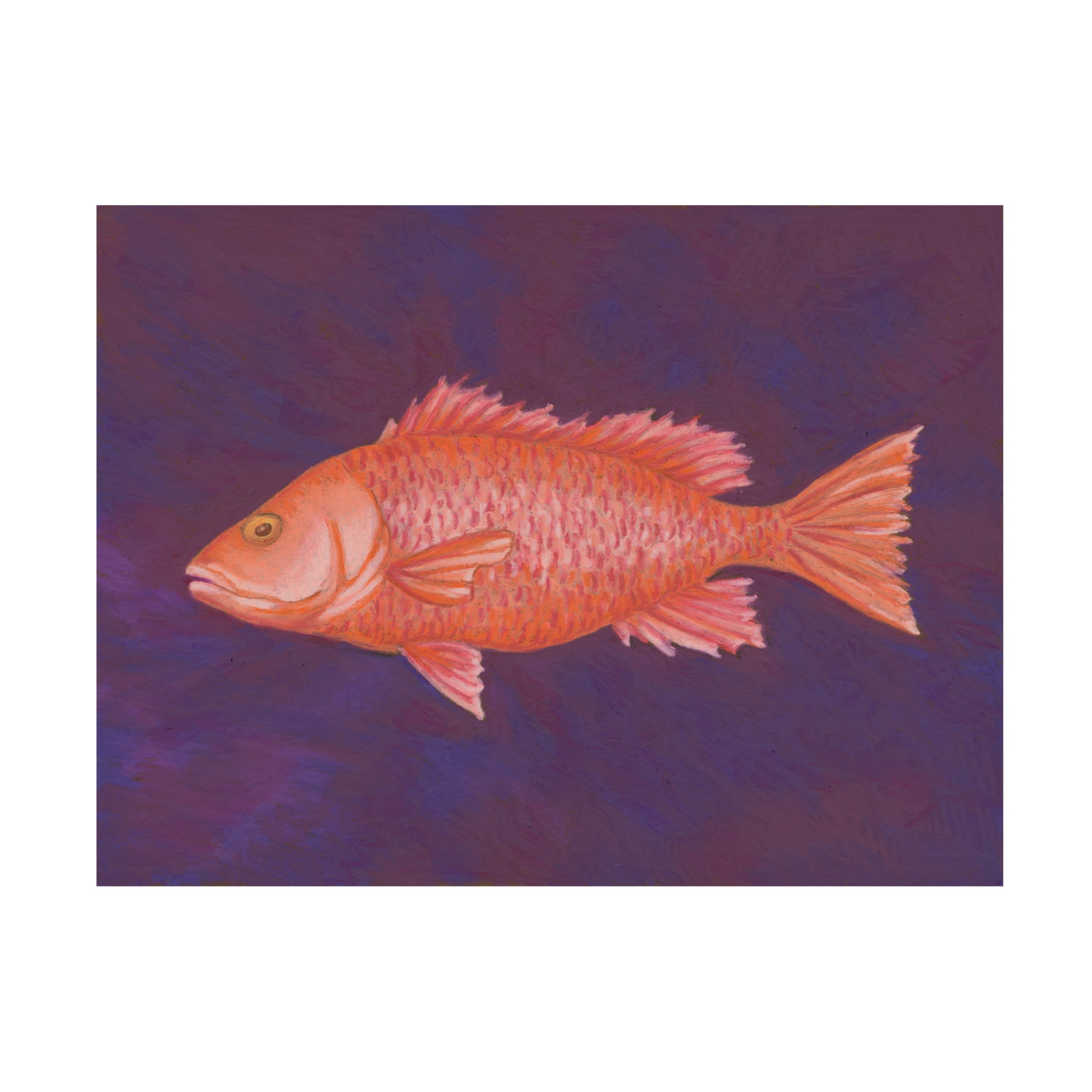 Canvas Wall Art - Andrea Strongwater 'Fish Red Snapper' Wall Art for Living Room, Bedroom, or Office Décor by Trademark Fine Art - 47 x 35 Inches
