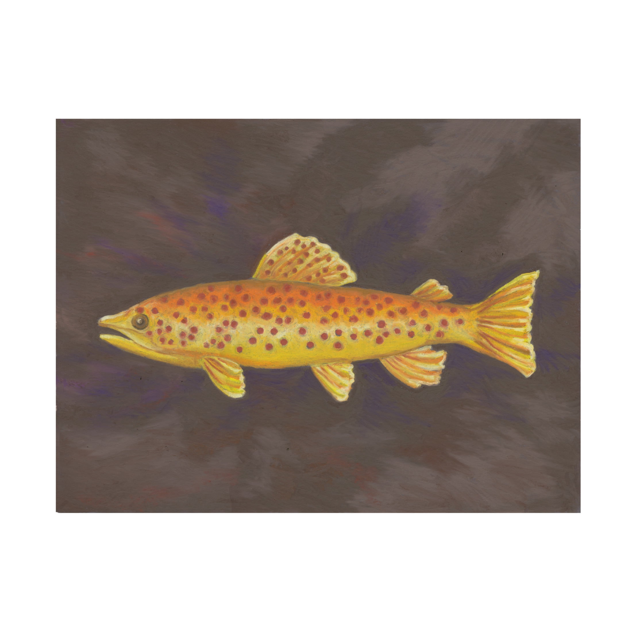 Canvas Wall Art - Andrea Strongwater 'Fish Spotted Trout' Wall Art for Living Room, Bedroom, or Office Décor by Trademark Fine Art - 24 x 18 Inches