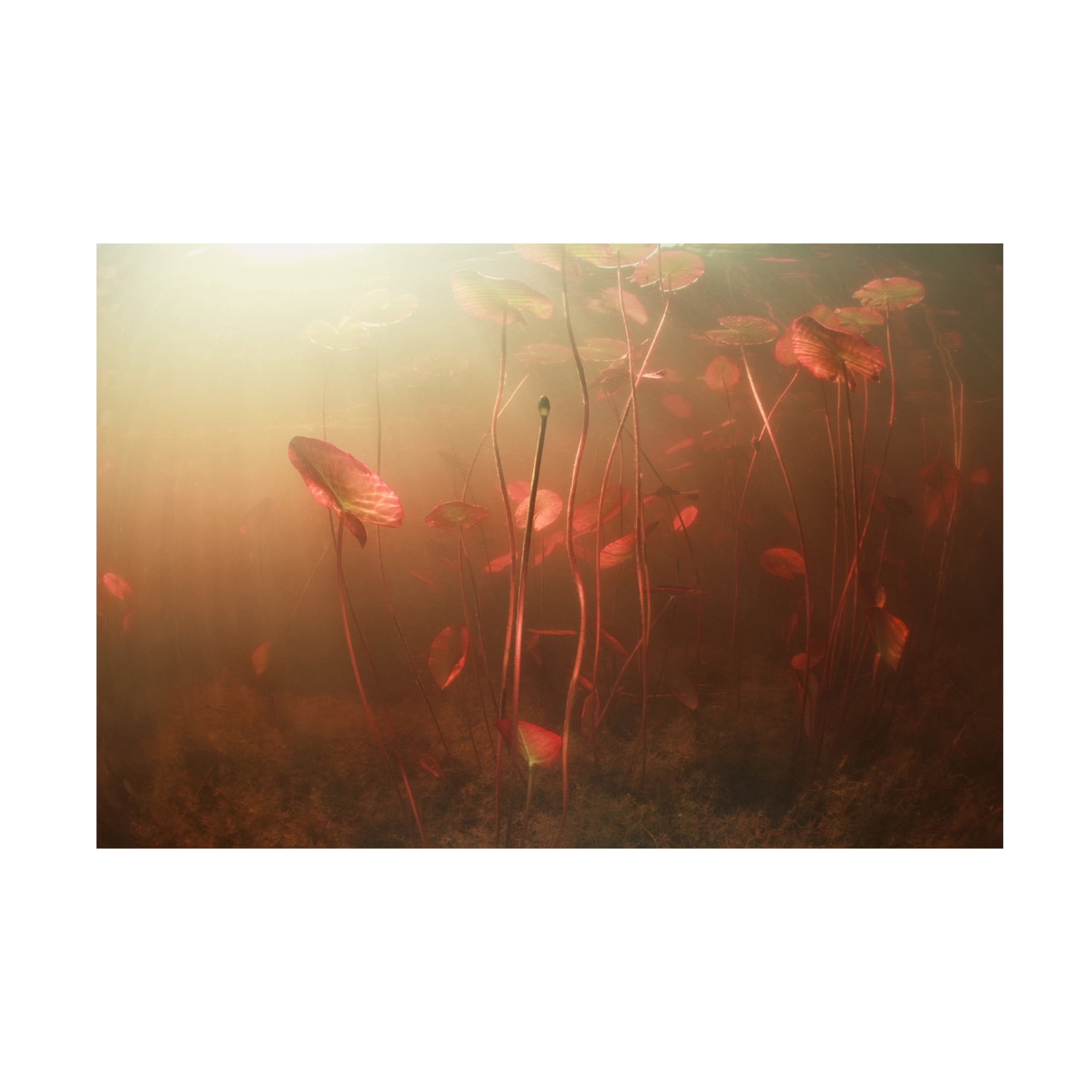Canvas Wall Art - Andrey Narchuk 'Lines World' Wall Art for Living Room, Bedroom, or Office D?cor by Trademark Fine Art - 32 x 22 Inches