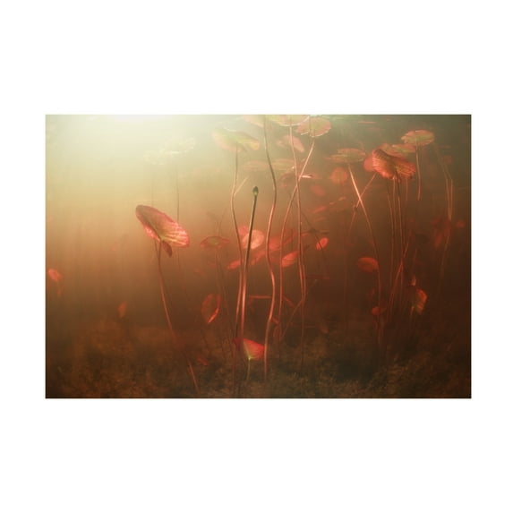 Canvas Wall Art - Andrey Narchuk 'Lines World' Wall Art for Living Room, Bedroom, or Office D?cor by Trademark Fine Art - 32 x 22 Inches