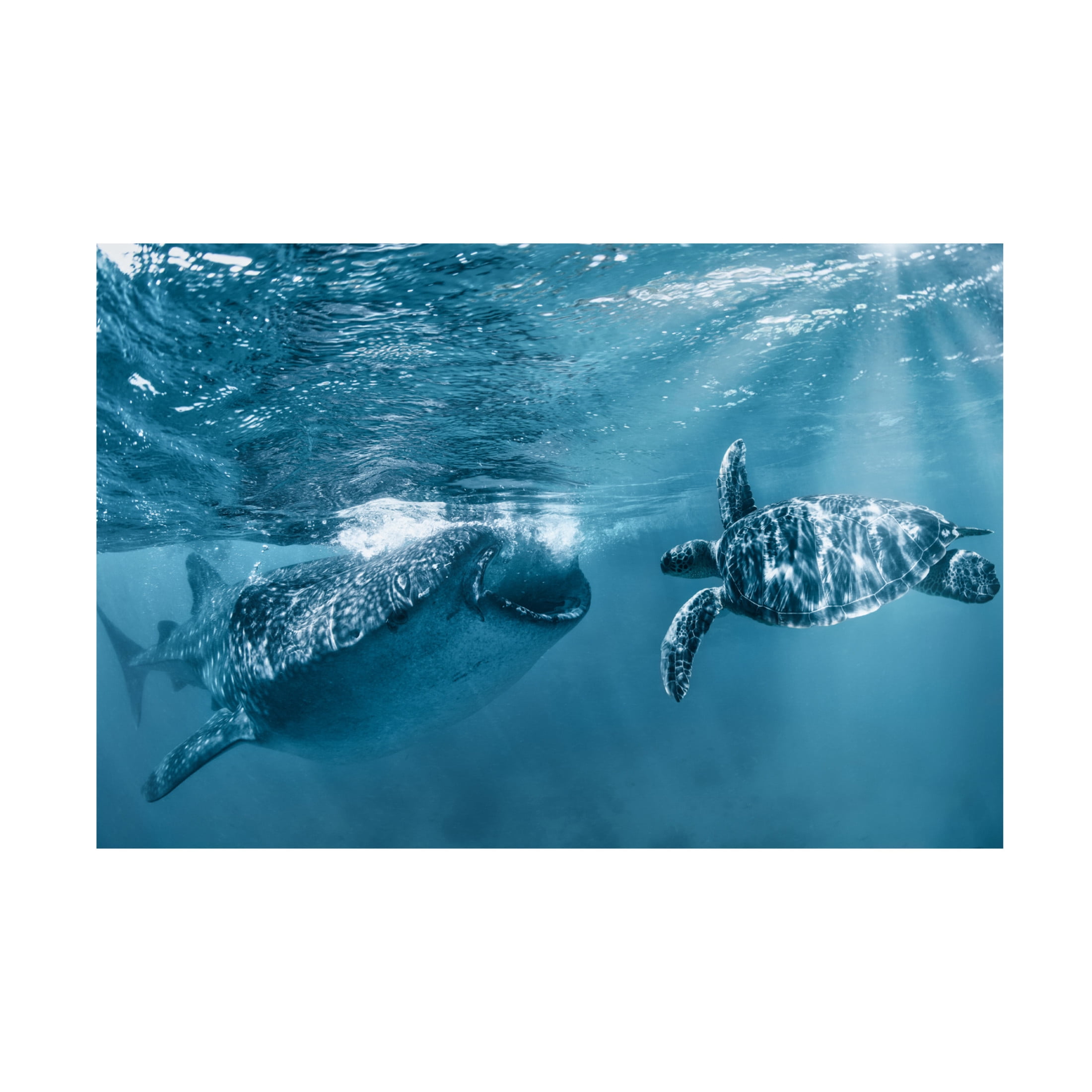 Canvas Wall Art - Andrey Narchuk 'Once At The Ocean' Wall Art for Living Room, Bedroom, or Office Décor by Trademark Fine Art - 32 x 22 Inches