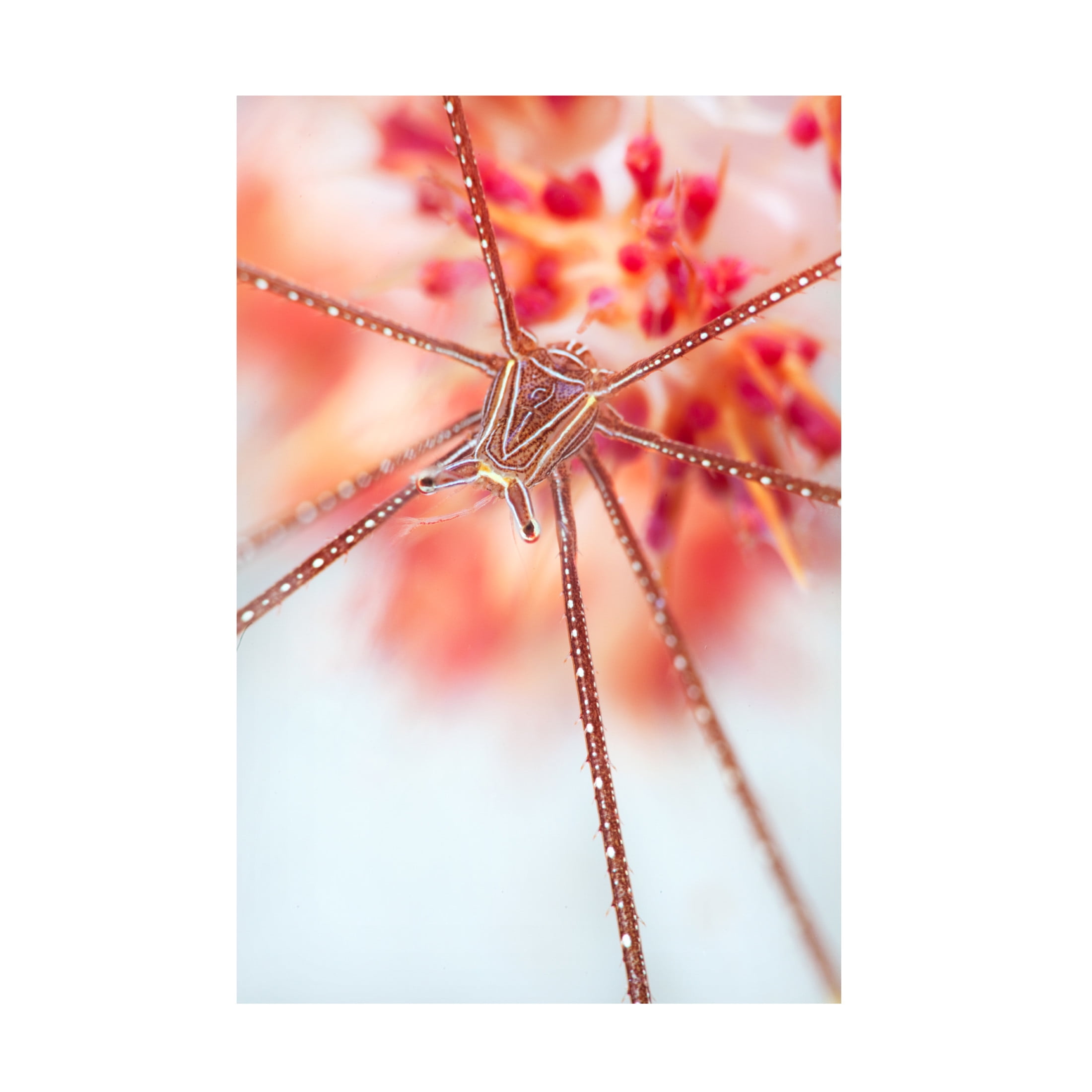 Canvas Wall Art - Andrey Narchuk 'Snow Flower' Wall Art for Living Room, Bedroom, or Office D?cor by Trademark Fine Art - 22 x 32 Inches
