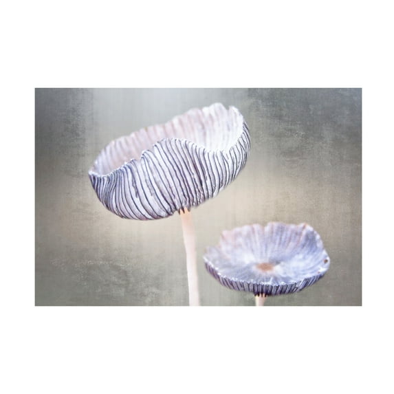 Canvas Wall Art - Anna Cseresnjes 'Mushroom' Wall Art for Living Room, Bedroom, or Office D?cor by Trademark Fine Art - 47 x 30 Inches