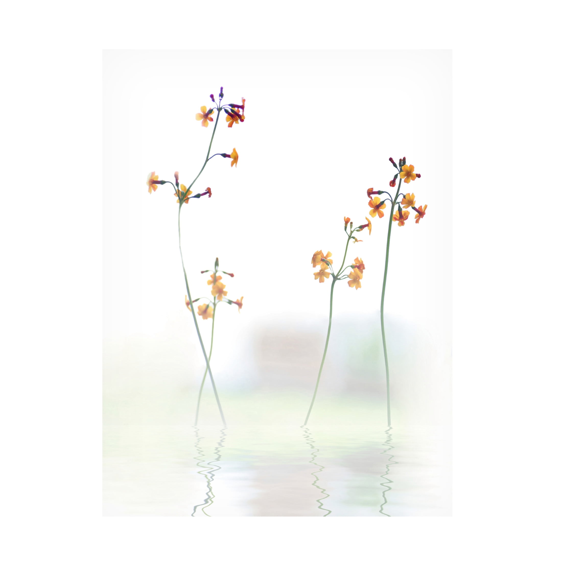 Canvas Wall Art - Anna Cseresnjes 'Petite Fleur   ' Wall Art for Living Room, Bedroom, or Office D?cor by Trademark Fine Art - 18 x 24 Inches