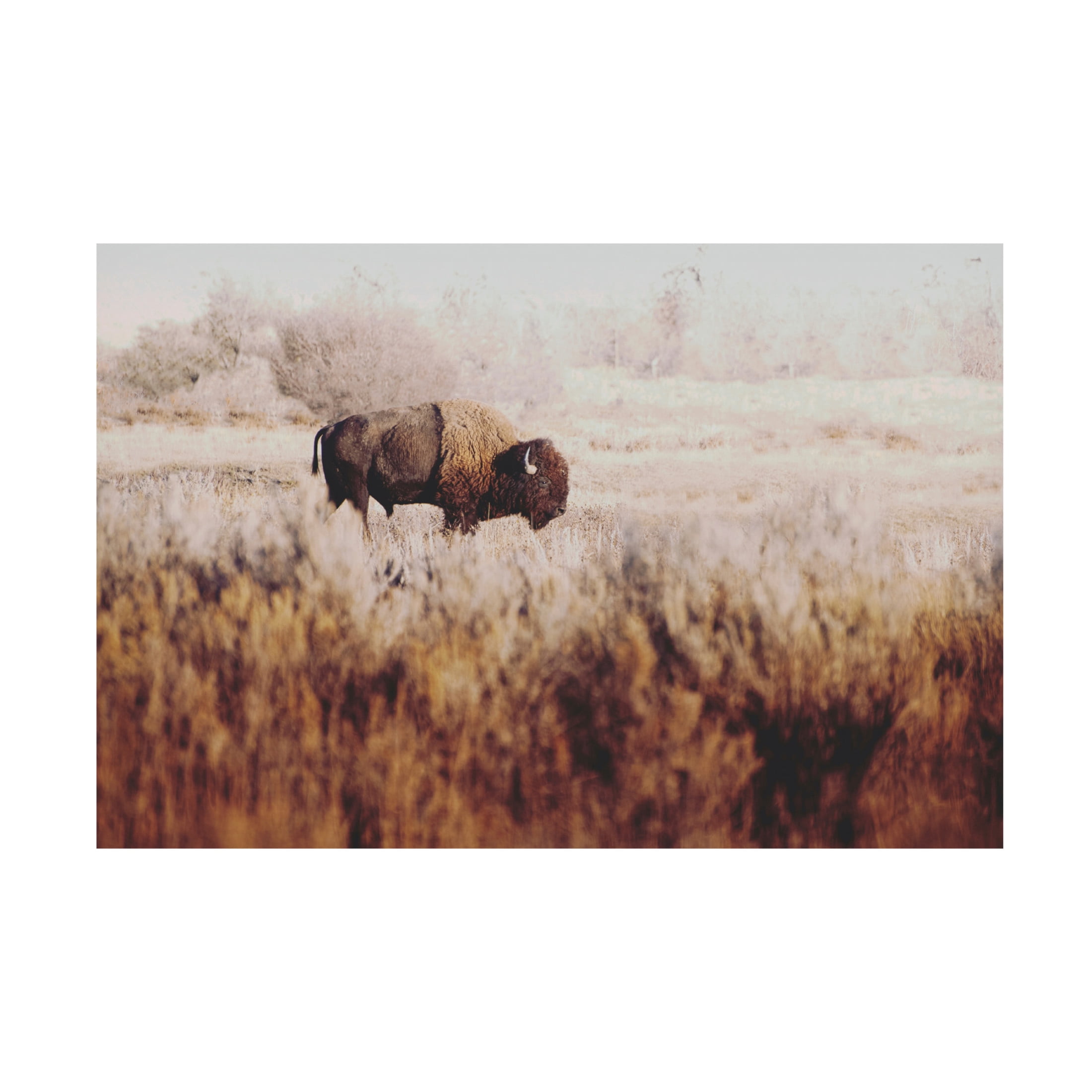 Canvas Wall Art - Annie Bailey Art 'Lone Ranger' Wall Art for Living Room, Bedroom, or Office Décor by Trademark Fine Art - 19 x 12 Inches