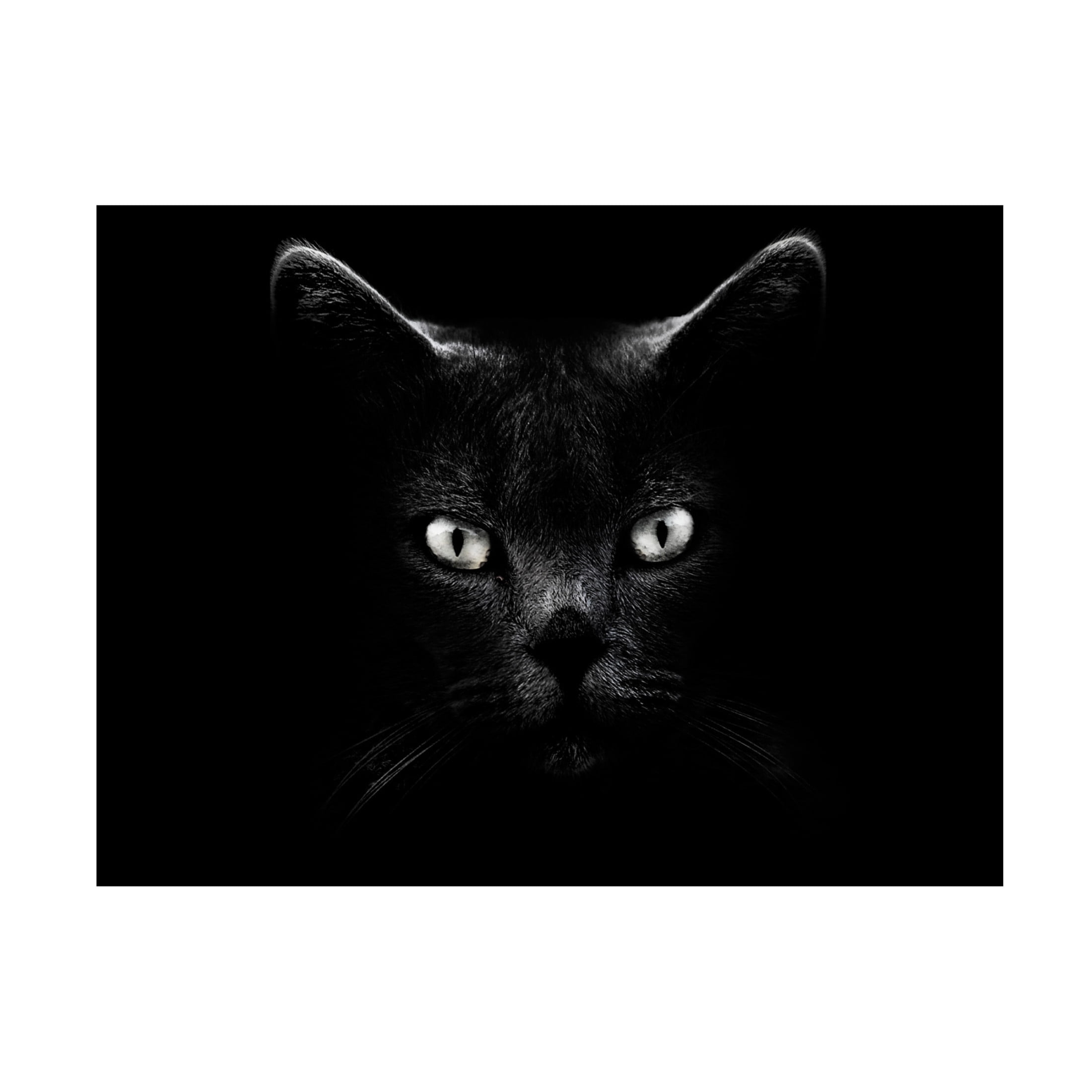 Canvas Wall Art - Antonio Grambone 'Black Cat Portrait' Wall Art for Living Room, Bedroom, or Office Décor by Trademark Fine Art - 24 x 18 Inches
