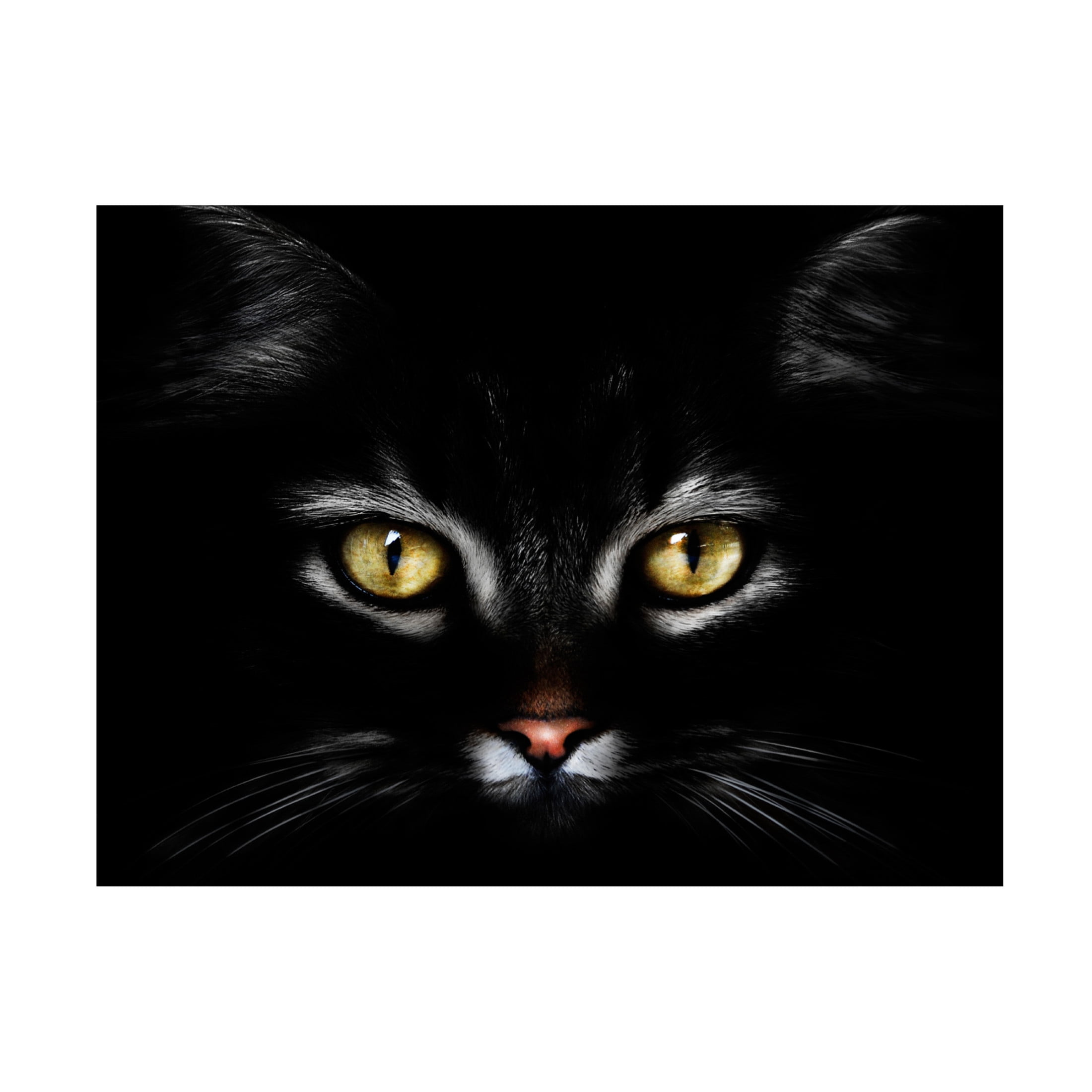 Canvas Wall Art - Antonio Grambone 'Black Cat Portrait' Wall Art for Living Room, Bedroom, or Office Décor by Trademark Fine Art - 47 x 35 Inches