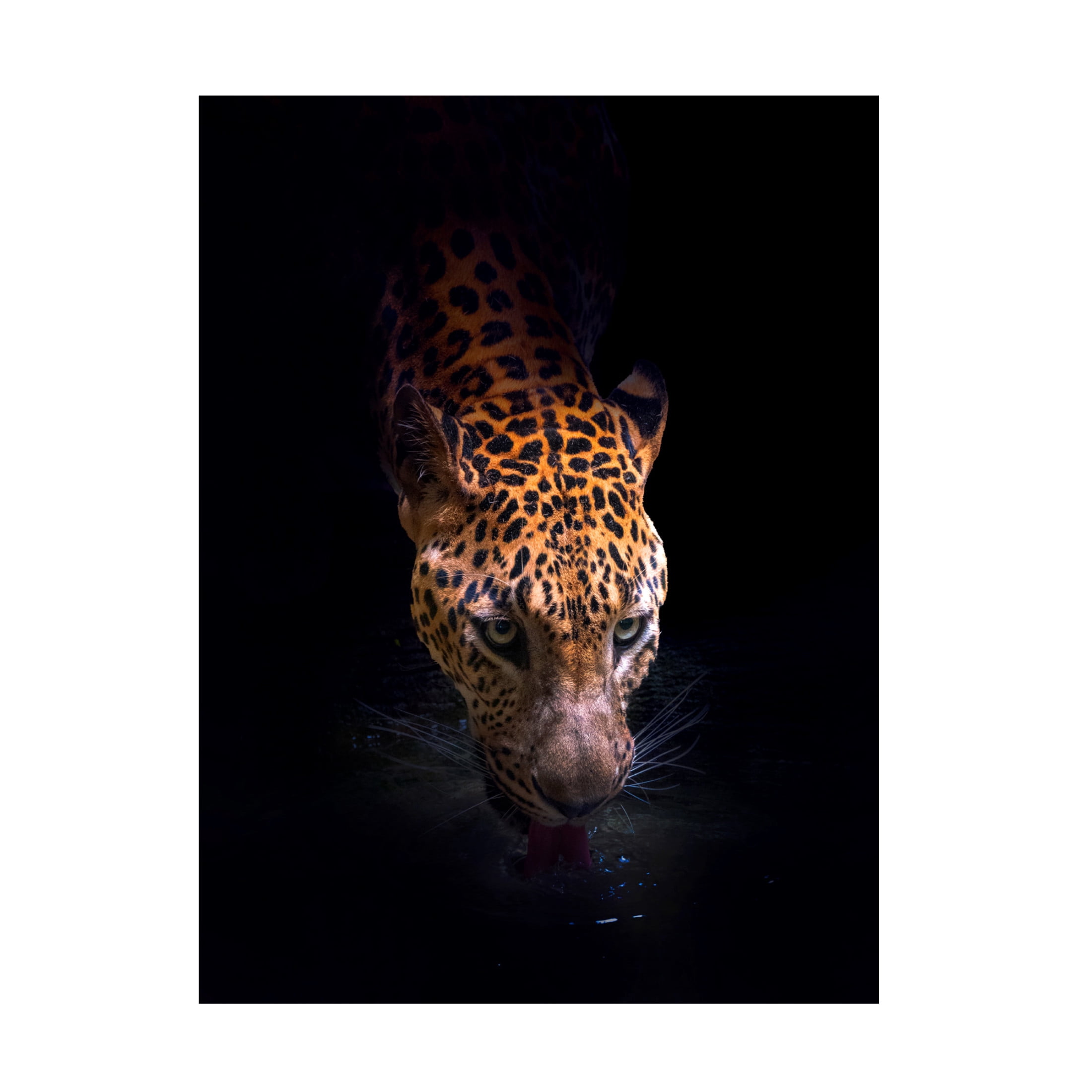 Canvas Wall Art - Antonyus Bunjamin (Abe) 'Drinking' Wall Art for Living Room, Bedroom, or Office Décor by Trademark Fine Art - 35 x 47 Inches