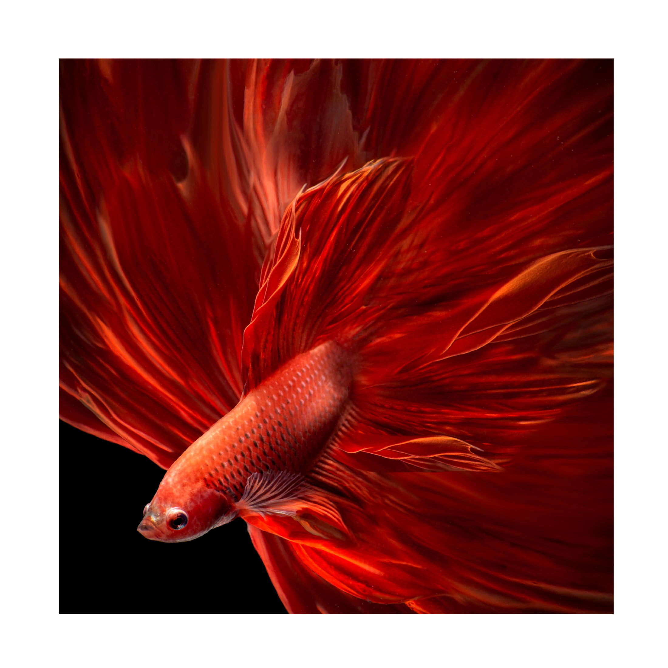 Canvas Wall Art - Antonyus Bunjamin (Abe) 'Red Fire Bettafish' Wall Art for Living Room, Bedroom, or Office Décor by Trademark Fine Art - 35 x 35 Inches