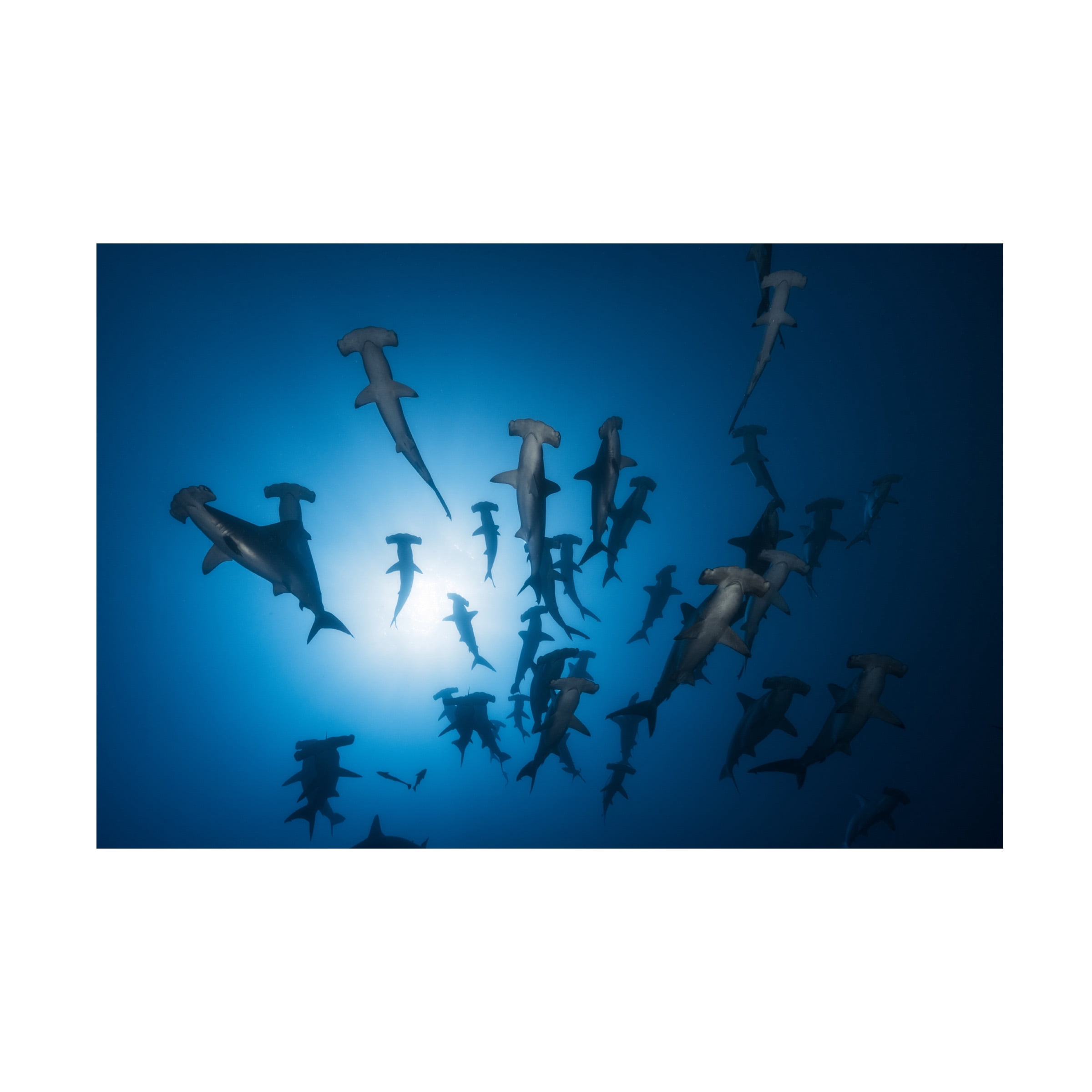 Canvas Wall Art - Barathieu Gabriel 'Hammerhead Shark - Underwater Photography' Wall Art for Living Room, Bedroom, or Office Décor by Trademark Fine Art - 24 x 16 Inches - 24x16