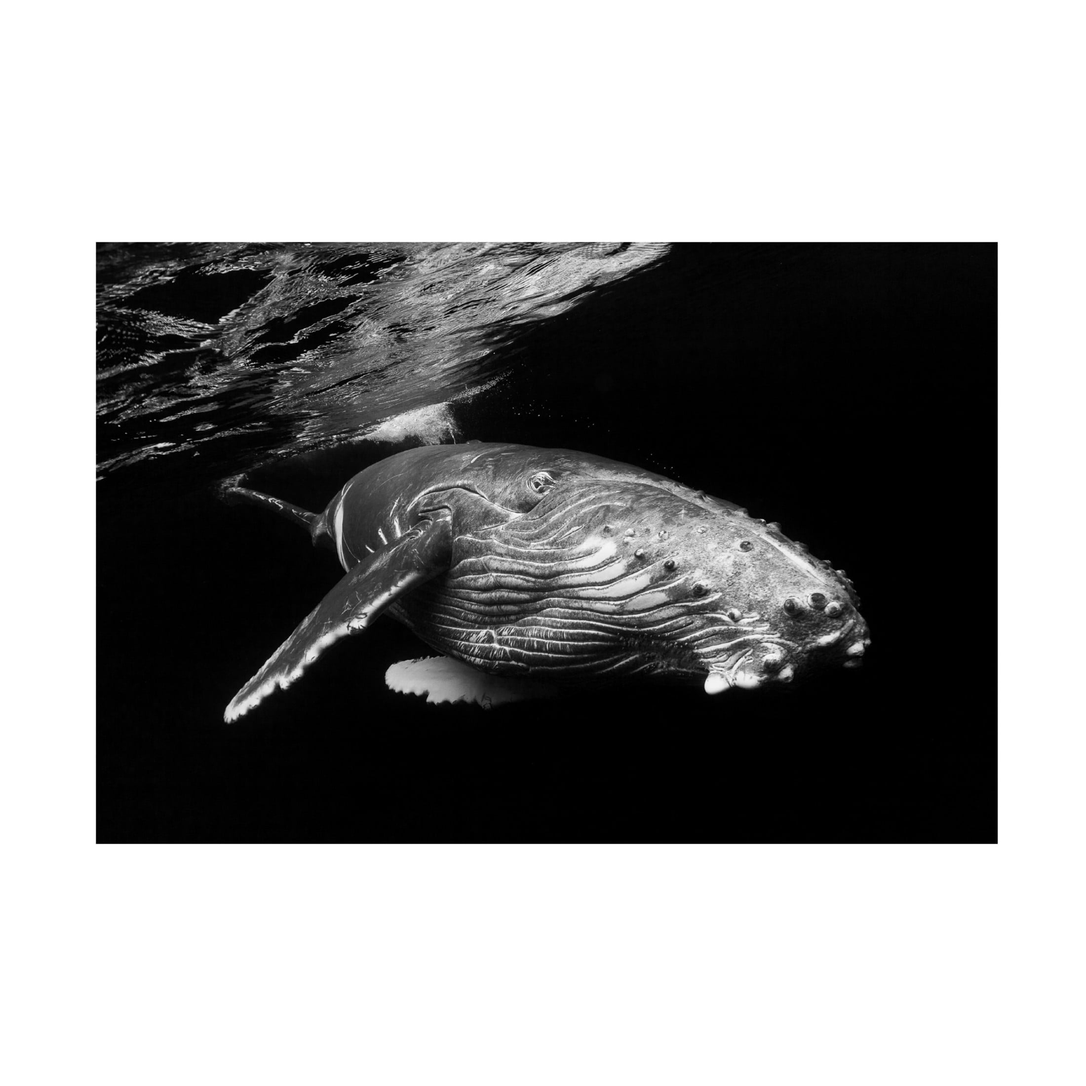 Canvas Wall Art - Barathieu Gabriel 'Humpback Whale Calf' Wall Art for Living Room, Bedroom, or Office Décor by Trademark Fine Art - 19 x 12 Inches