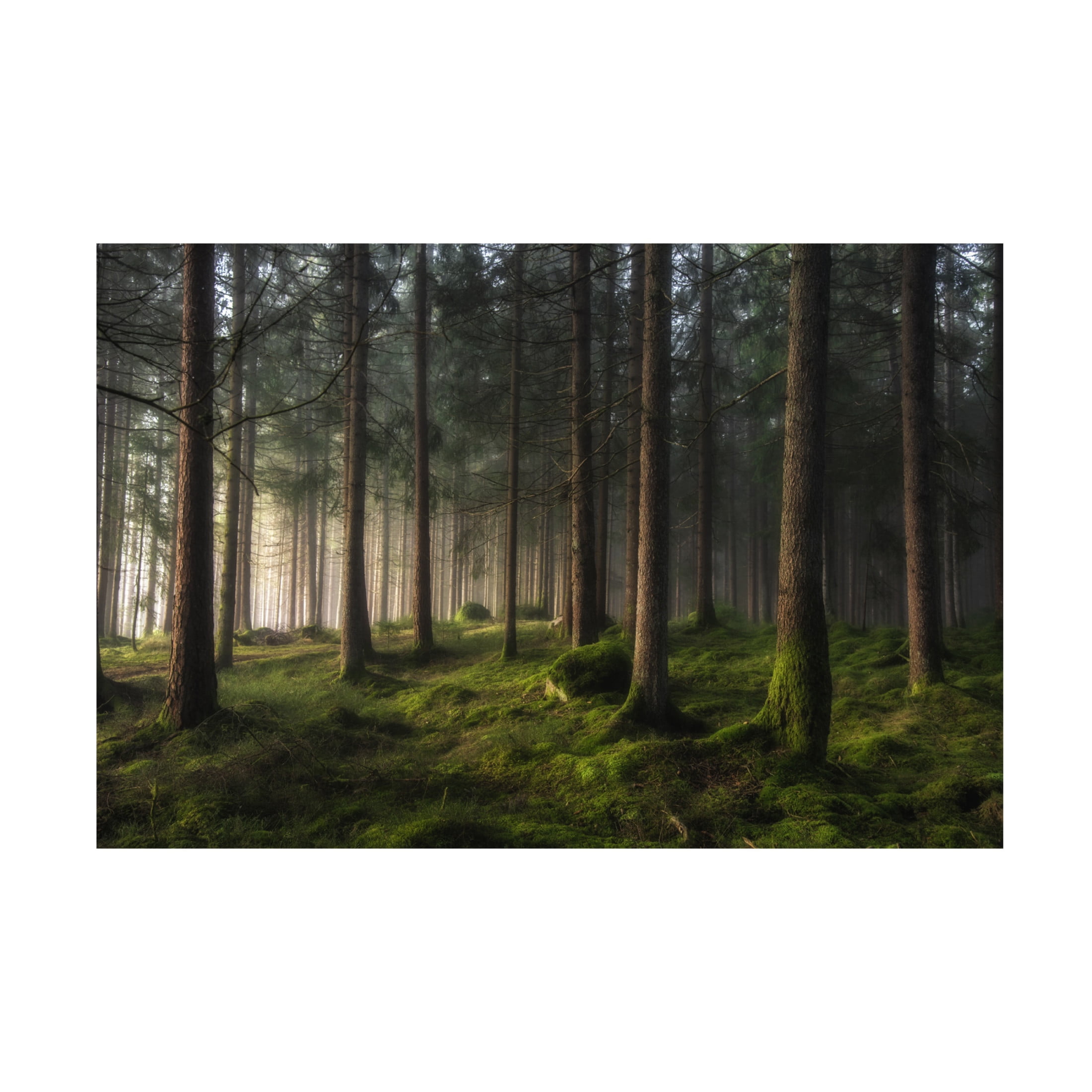 Canvas Wall Art - Benny Pettersson 'A Sense Of Spring' Wall Art for Living Room, Bedroom, or Office Décor by Trademark Fine Art - 24 x 16 Inches