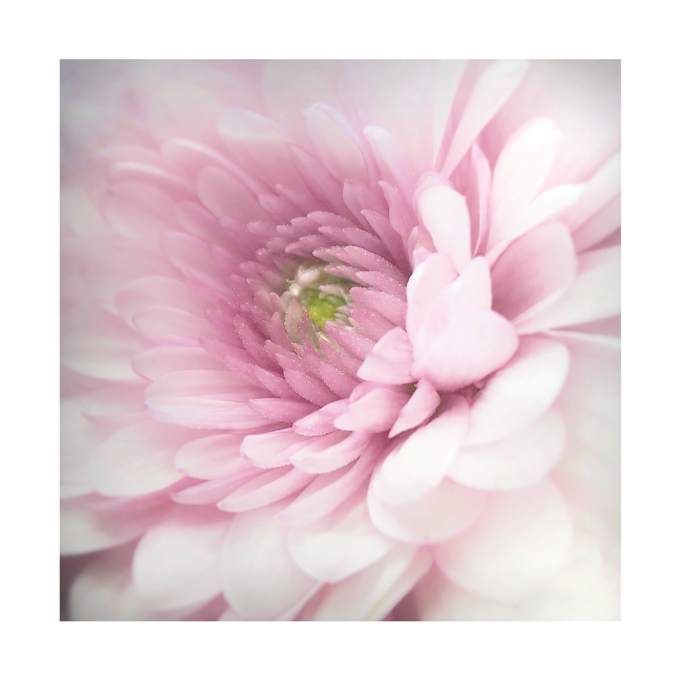 Canvas Wall Art - Benyamin Riahy 'Pink' Wall Art for Living Room, Bedroom, or Office Décor by Trademark Fine Art - 24 x 24 Inches