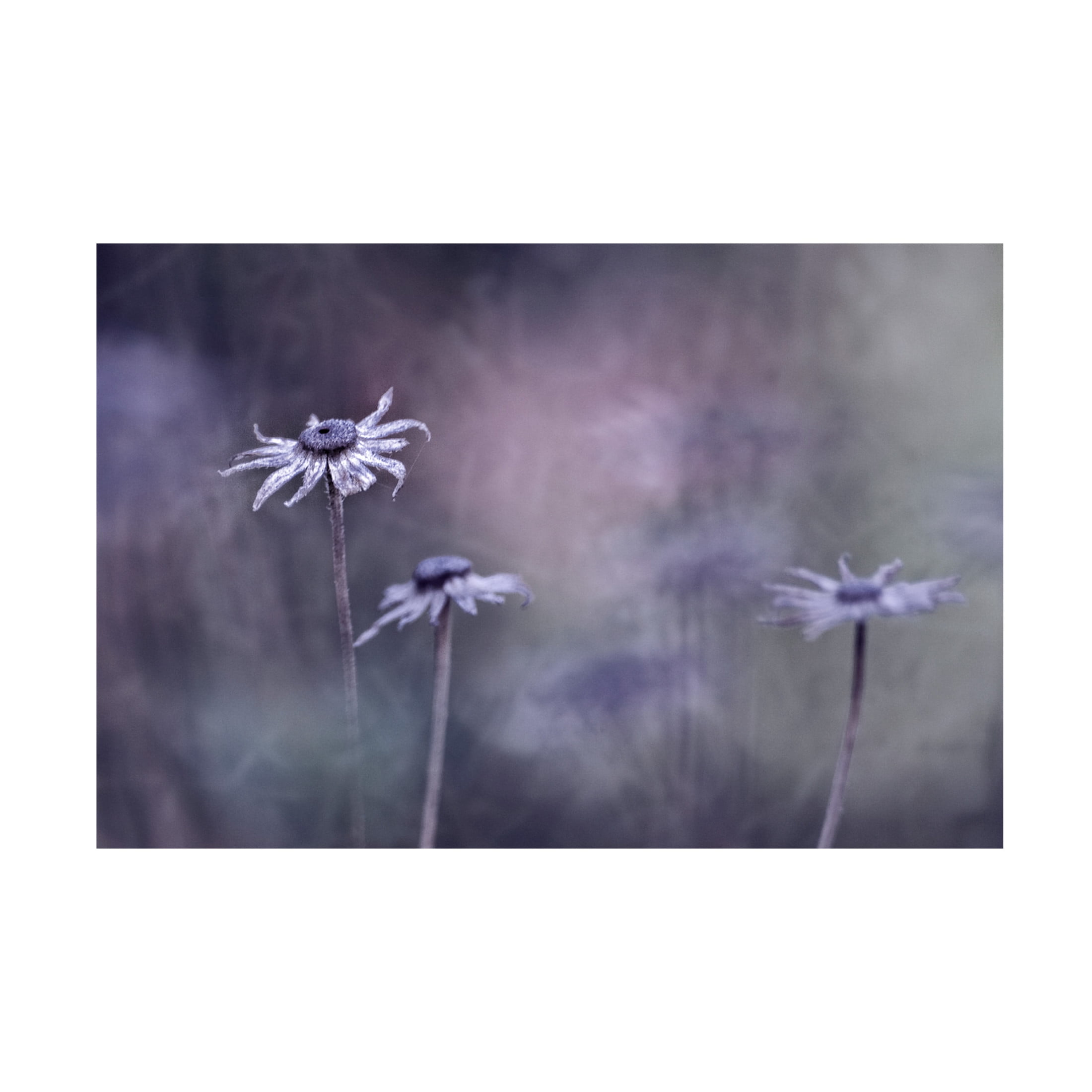 Canvas Wall Art - Bernadette Heemskerk 'End Of Season' Wall Art for Living Room, Bedroom, or Office D?cor by Trademark Fine Art - 24 x 16 Inches