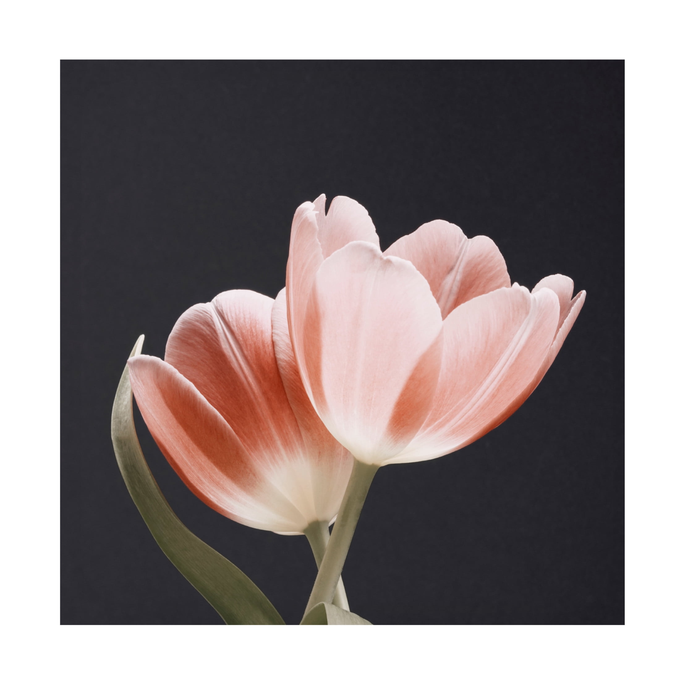 Canvas Wall Art - Bilge Paksoylu 'Soft Pink Grey Bg' Wall Art for Living Room, Bedroom, or Office D?cor by Trademark Fine Art - 14 x 14 Inches