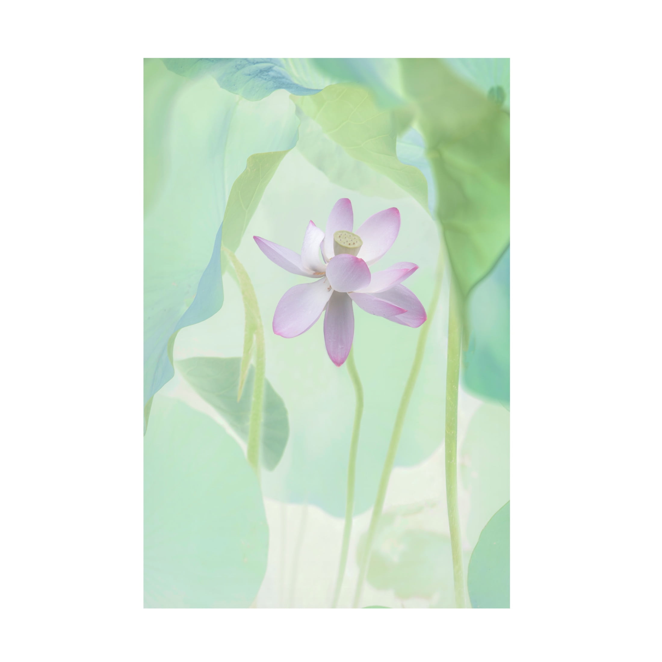Canvas Wall Art - Binbin L. 'Lotus Flower' Wall Art for Living Room, Bedroom, or Office Décor by Trademark Fine Art - 12 x 19 Inches