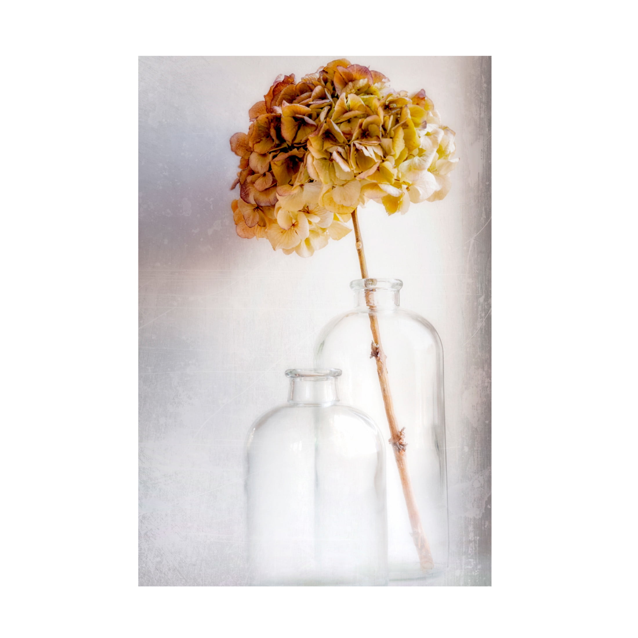 Canvas Wall Art - Blaise Montfort 'Hydrangea' Wall Art for Living Room, Bedroom, or Office Décor by Trademark Fine Art - 12 x 19 Inches