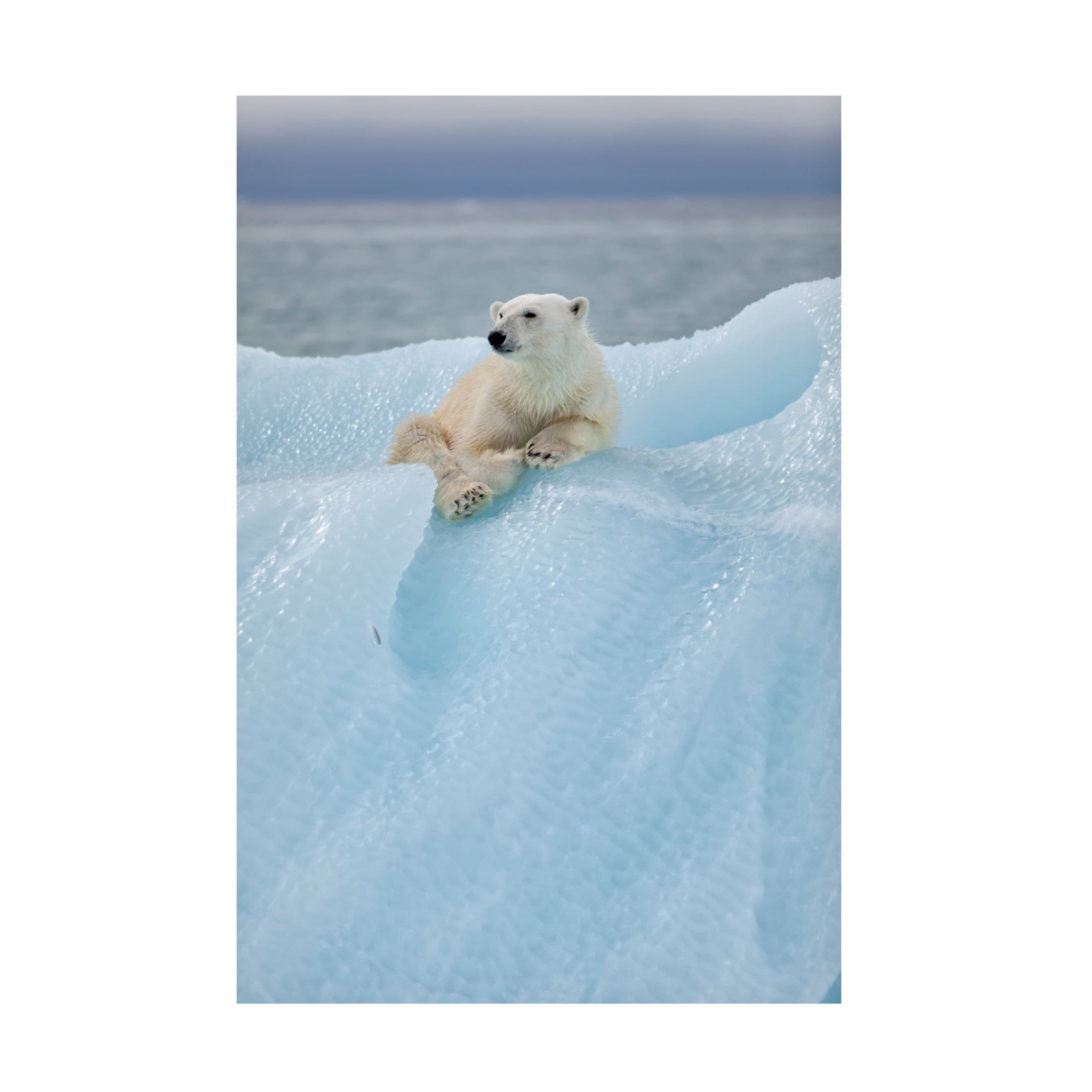 Canvas Wall Art - Bo Anderson Gil Raga 'Relaxed Polar Bear' Wall Art for Living Room, Bedroom, or Office D?cor by Trademark Fine Art - 30 x 47 Inches
