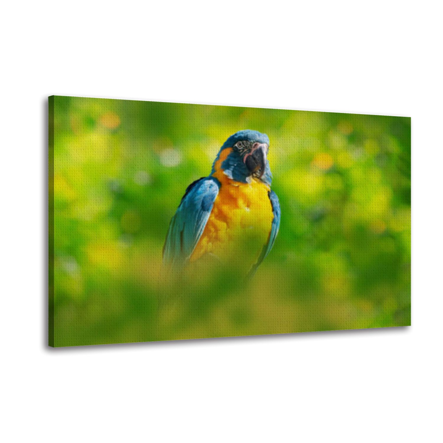 Canvas Wall Art Bolivia parrot Blue throated macaw Ara glaucogularis ...