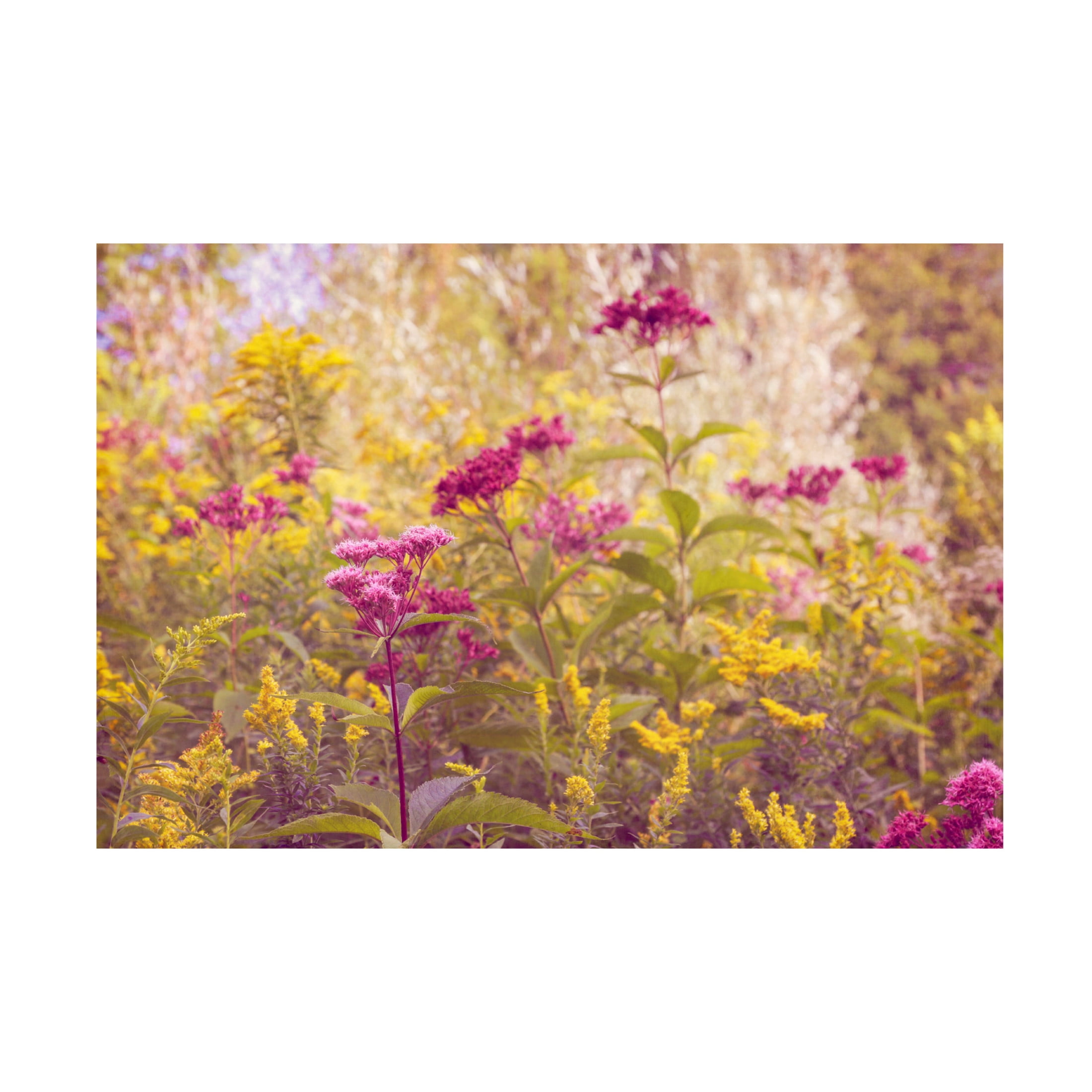 Canvas Wall Art - Brooke T. Ryan 'Plum and Mustard Wildflowers' Wall Art for Living Room, Bedroom, or Office Décor by Trademark Fine Art - 32 x 22 Inches