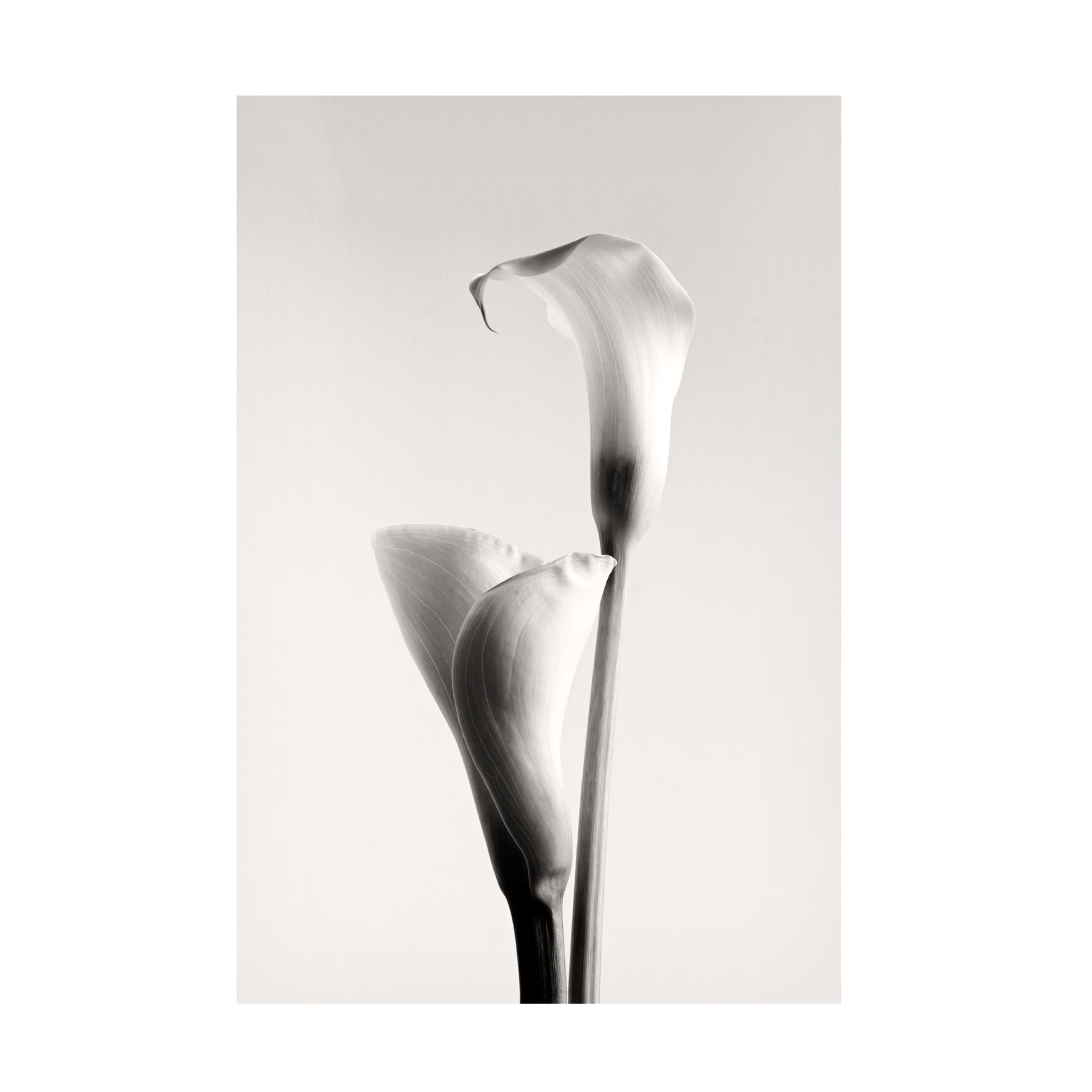 Canvas Wall Art - Calin Hanchevici 'Calla' Wall Art for Living Room, Bedroom, or Office Décor by Trademark Fine Art - 16 x 24 Inches
