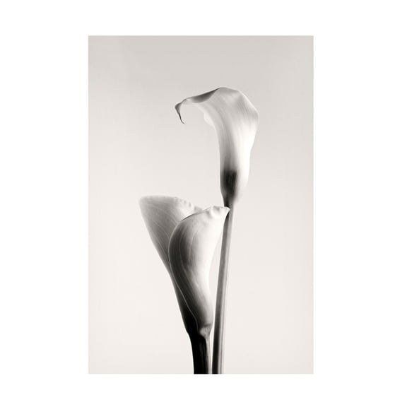 Canvas Wall Art - Calin Hanchevici 'Calla' Wall Art for Living Room, Bedroom, or Office Décor by Trademark Fine Art - 22 x 32 Inches