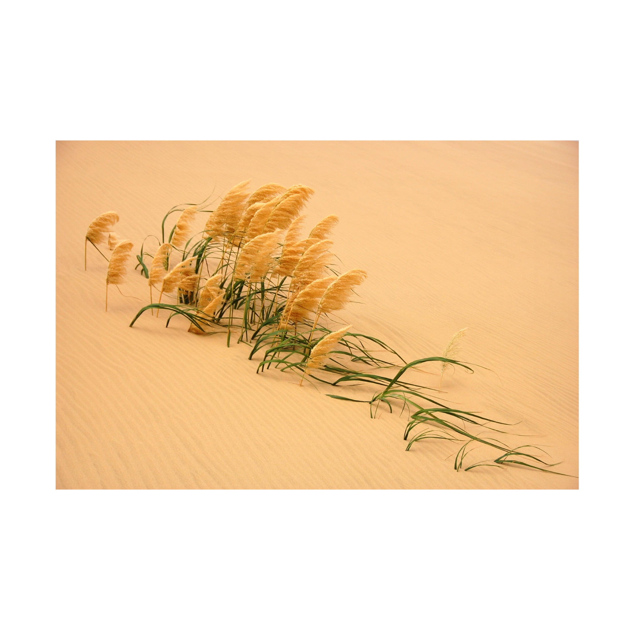 Canvas Wall Art - Carl Bostek 'Pampas Grass In Sand Dune' Wall Art for Living Room, Bedroom, or Office D?cor by Trademark Fine Art - 47 x 30 Inches