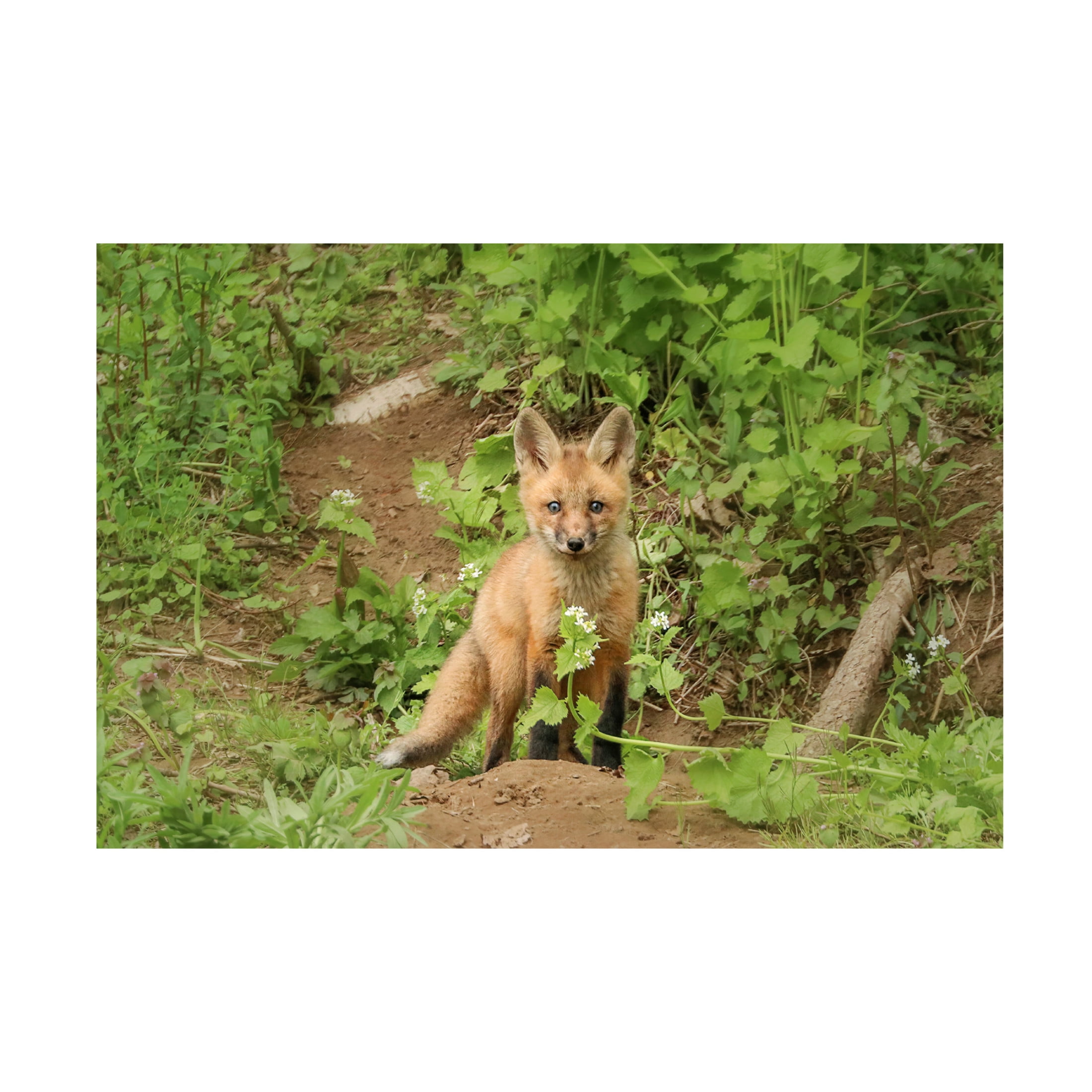 Canvas Wall Art - Carrie Ann Grippo-Pike 'Fox and Flower' Wall Art for Living Room, Bedroom, or Office Décor by Trademark Fine Art - 32 x 32 Inches