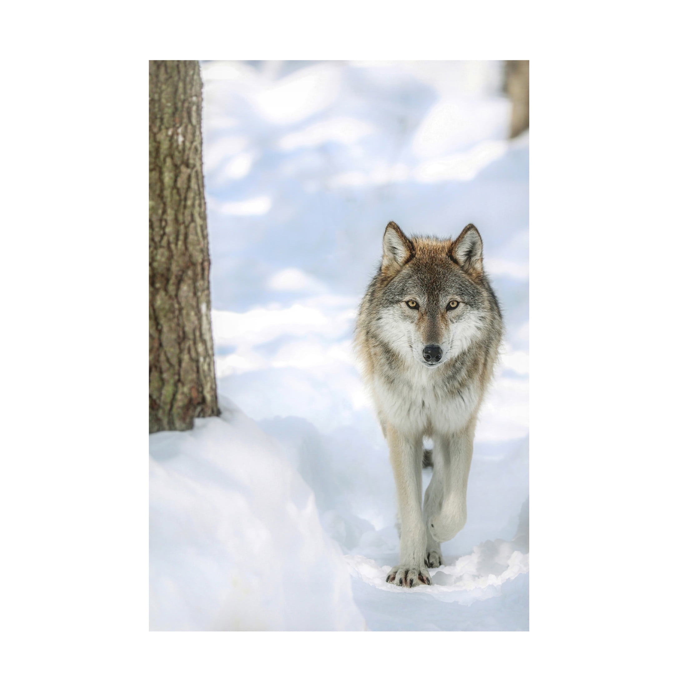 Canvas Wall Art - Carrie Ann Grippo-Pike 'Winter Wolf' Wall Art for Living Room, Bedroom, or Office Décor by Trademark Fine Art - 22 x 32 Inches