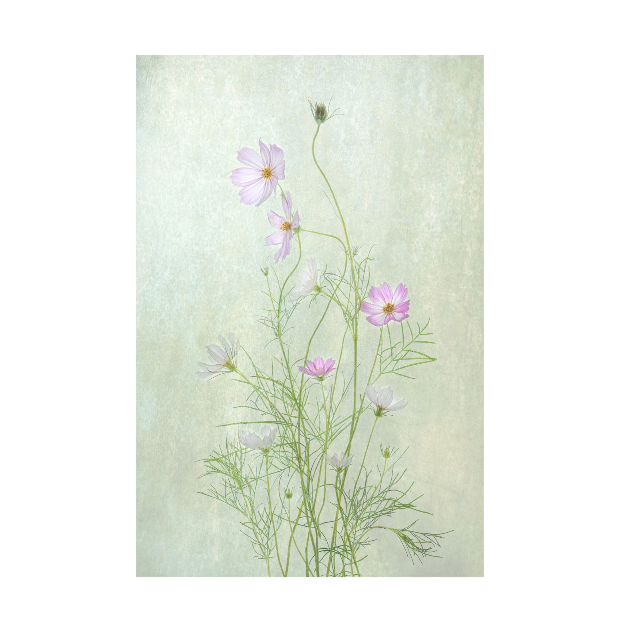 Canvas Wall Art - Catherine W. 'Cosmos' Wall Art for Living Room, Bedroom, or Office Décor by Trademark Fine Art - 22 x 32 Inches