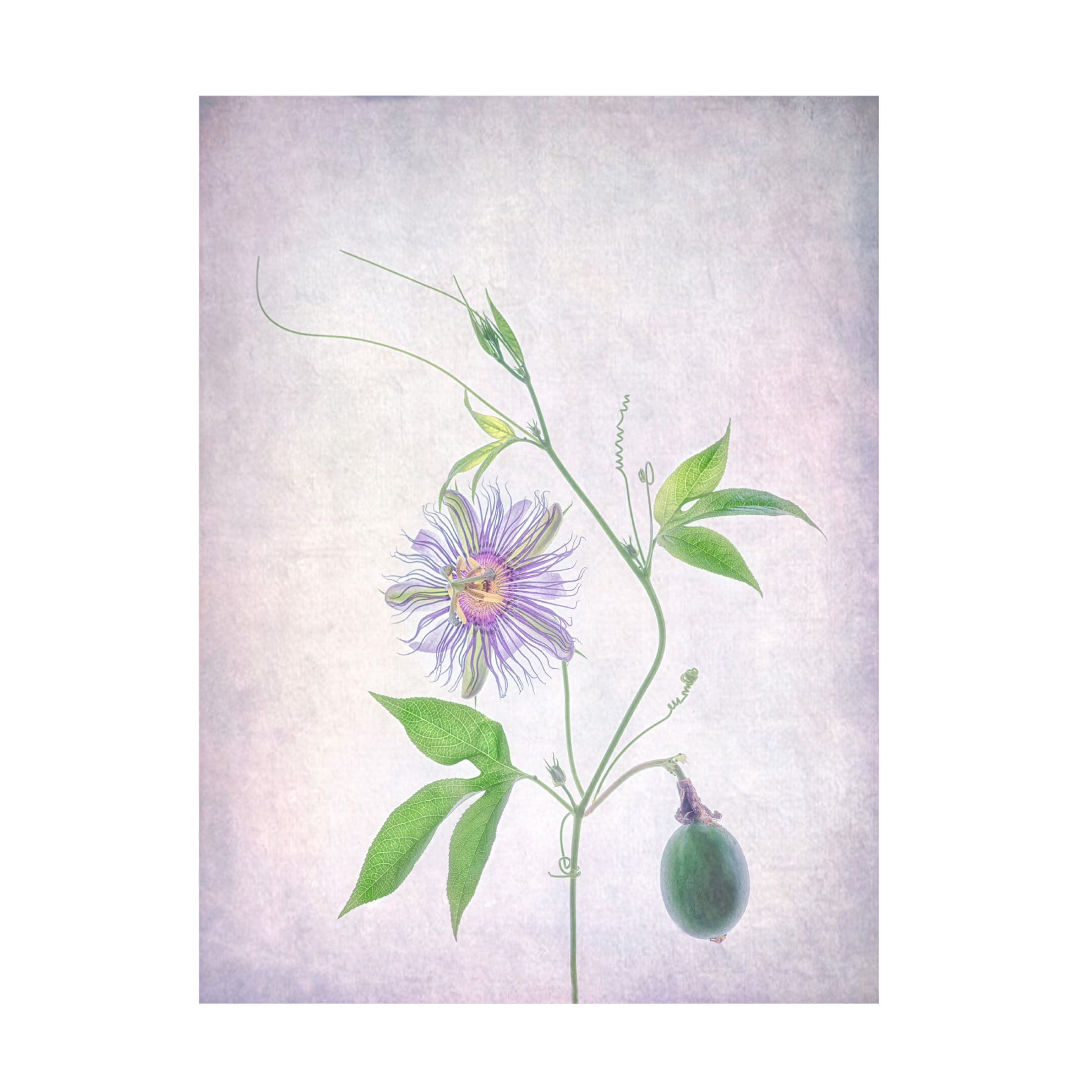 Canvas Wall Art - Catherine W 'Passion Fruit' Wall Art for Living Room, Bedroom, or Office Décor by Trademark Fine Art - 14 x 19 Inches