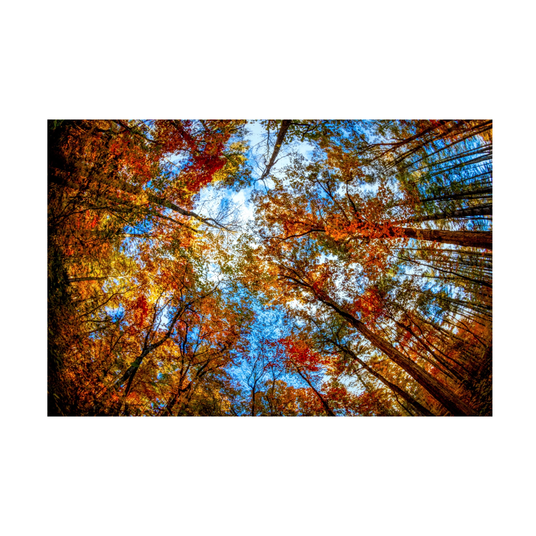Canvas Wall Art - Celebrate Life Gallery 'Canopy in Autumn' Wall Art for Living Room, Bedroom, or Office Décor by Trademark Fine Art - 32 x 22 Inches