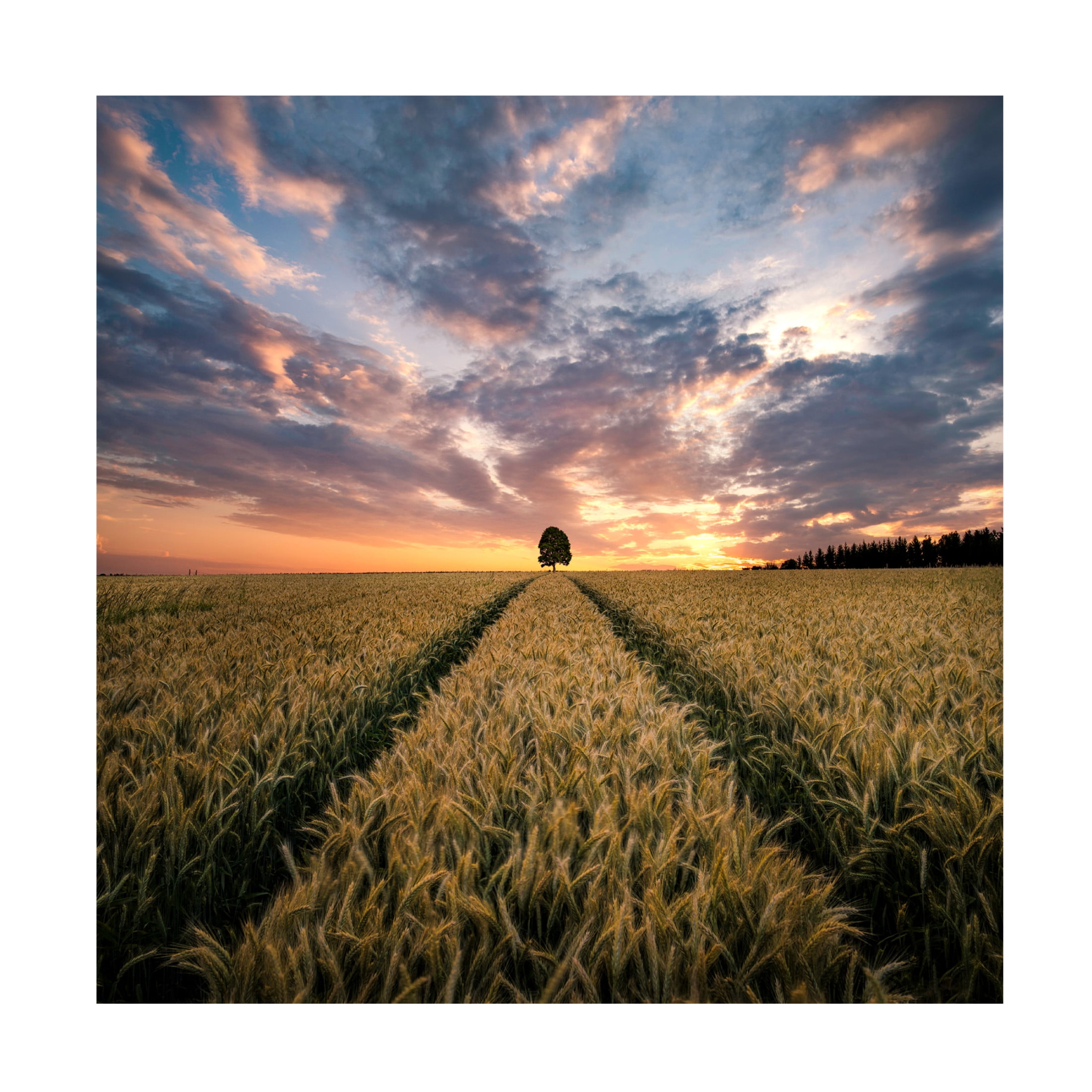 Canvas Wall Art - Christian Lindsten 'Field Of Dreams' Wall Art for Living Room, Bedroom, or Office D?cor by Trademark Fine Art - 35 x 35 Inches
