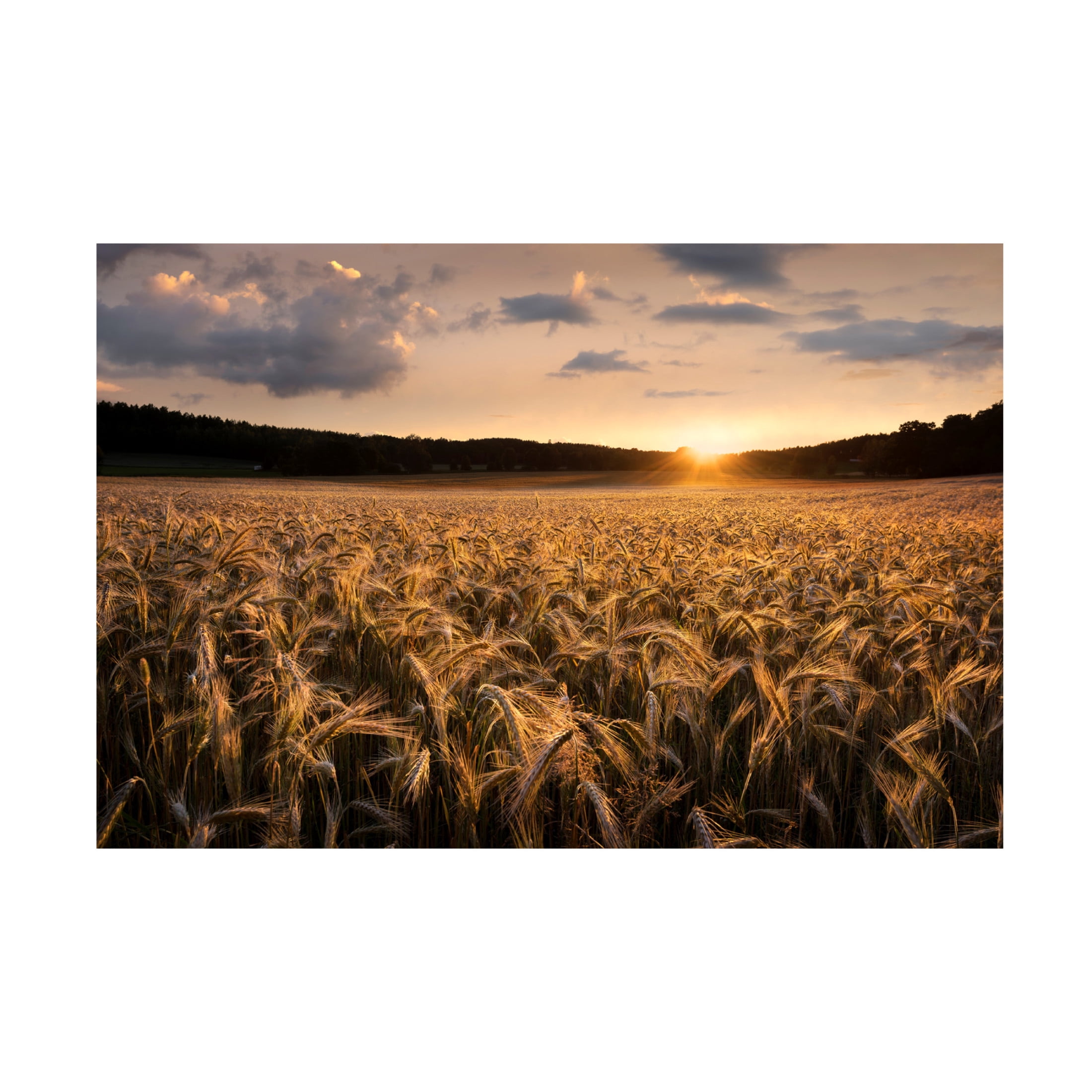 Canvas Wall Art - Christian Lindsten 'Fields Of Gold' Wall Art for Living Room, Bedroom, or Office Décor by Trademark Fine Art - 24 x 16 Inches