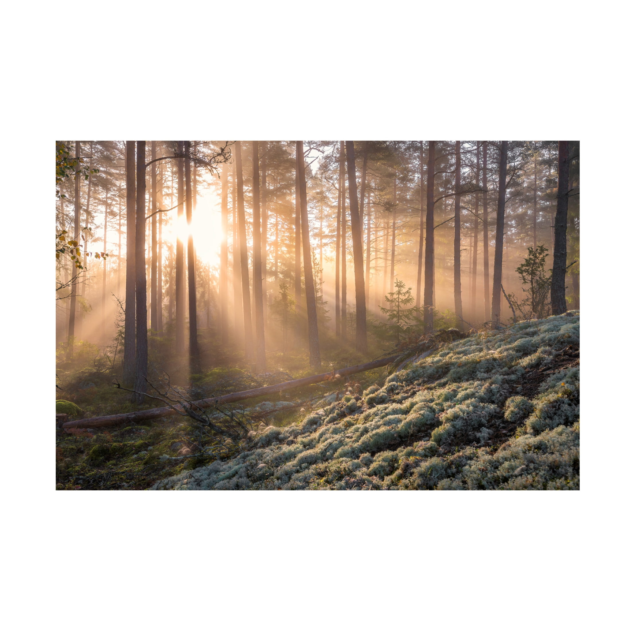 Canvas Wall Art - Christian Lindsten 'Fog In The Forest With White Moss In The Forground' Wall Art for Living Room, Bedroom, or Office Décor by Trademark Fine Art - 19 x 12 Inches