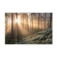 thumbnail image 1 of Canvas Wall Art - Christian Lindsten 'Fog In The Forest With White Moss In The Forground' Wall Art for Living Room, Bedroom, or Office Décor by Trademark Fine Art - 24 x 16 Inches, 1 of 4