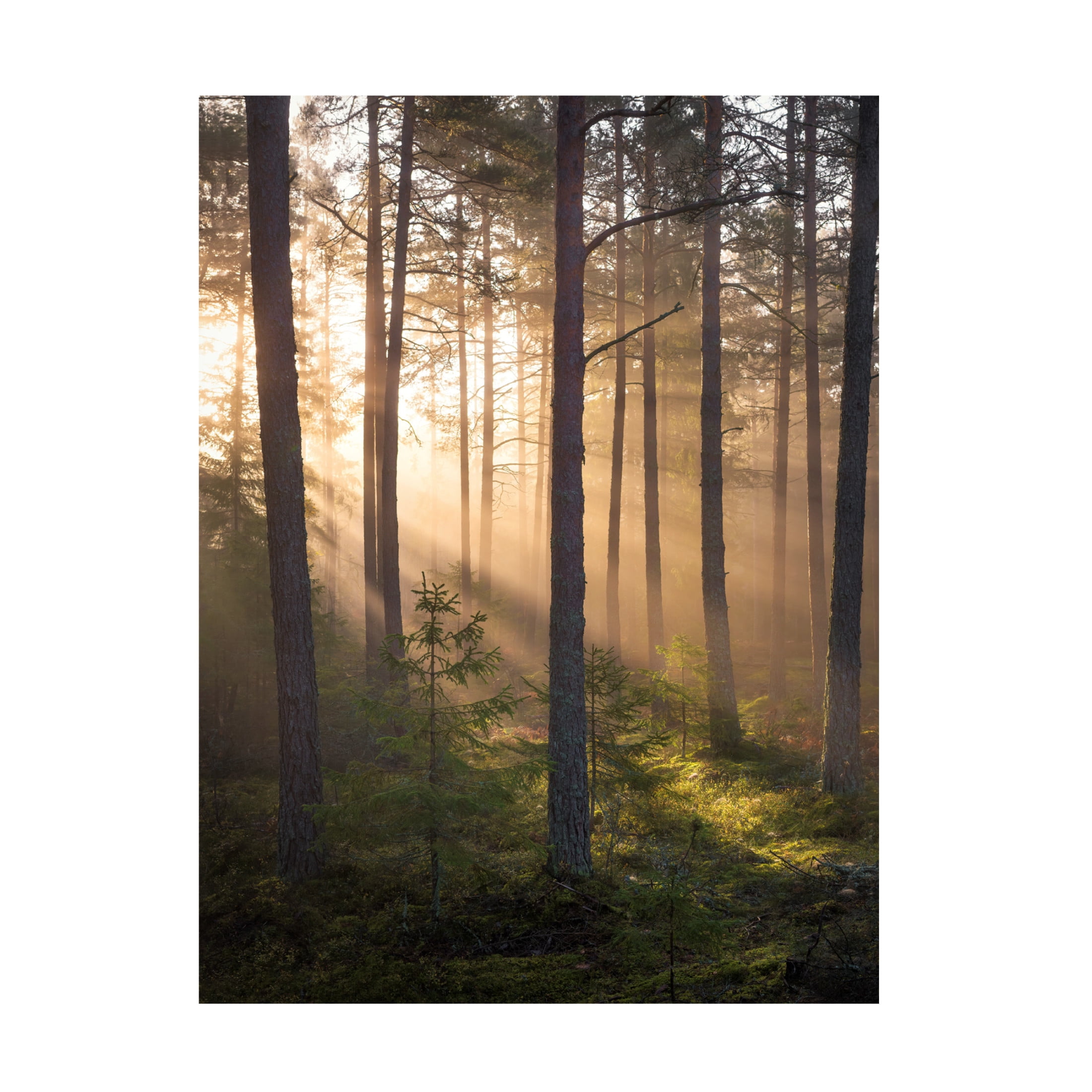Canvas Wall Art - Christian Lindsten 'Foggy Forest' Wall Art for Living Room, Bedroom, or Office Décor by Trademark Fine Art - 35 x 47 Inches